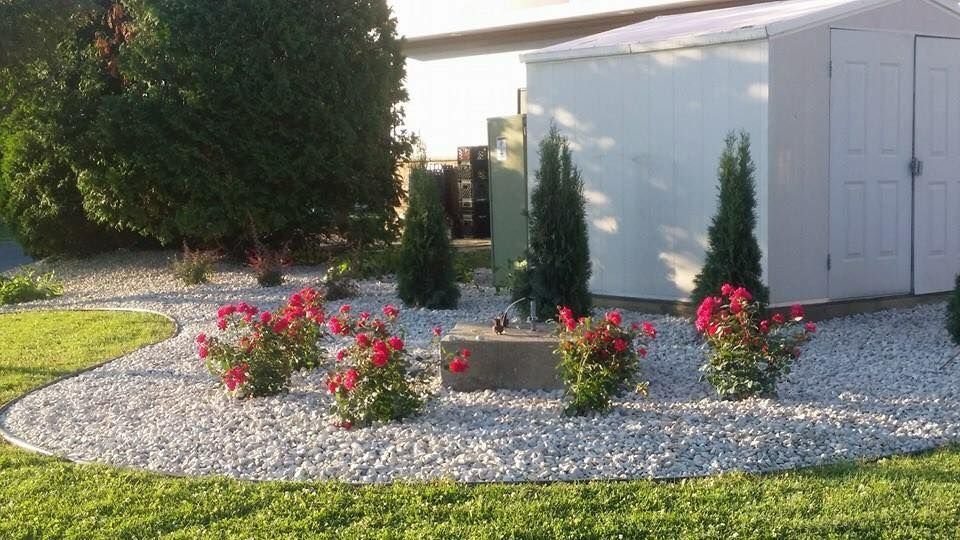 A white shed is surrounded by flowers and gravel
