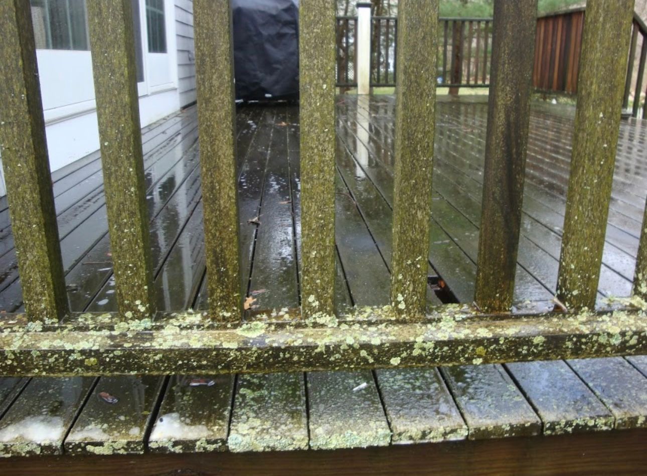 A weathered, wet wooden deck railing covered in green lichen and mold, with the deck surface visible in the background.
