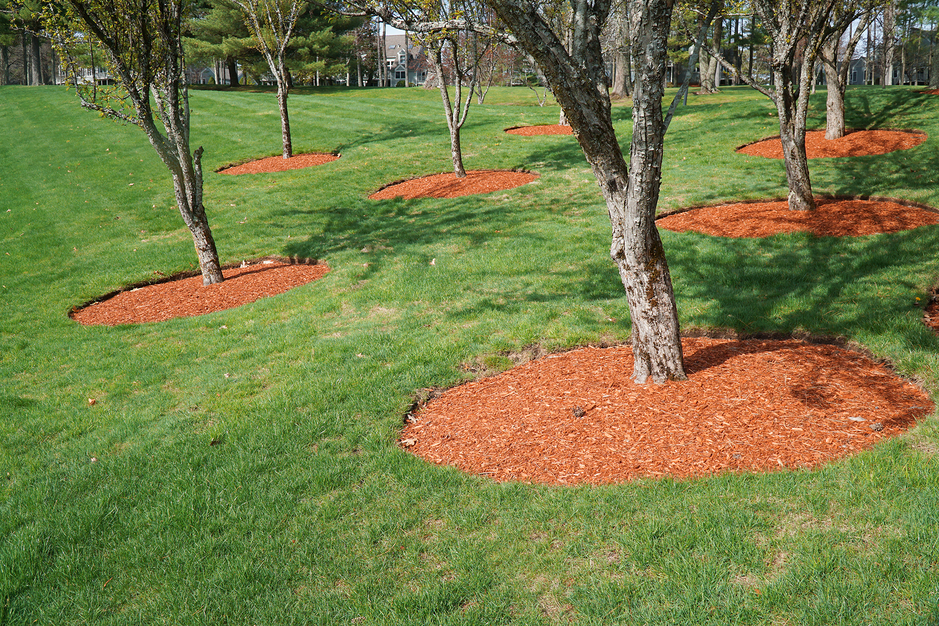 Mulch on trees