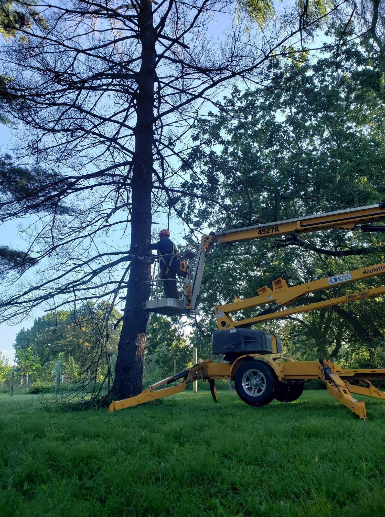 Tree services