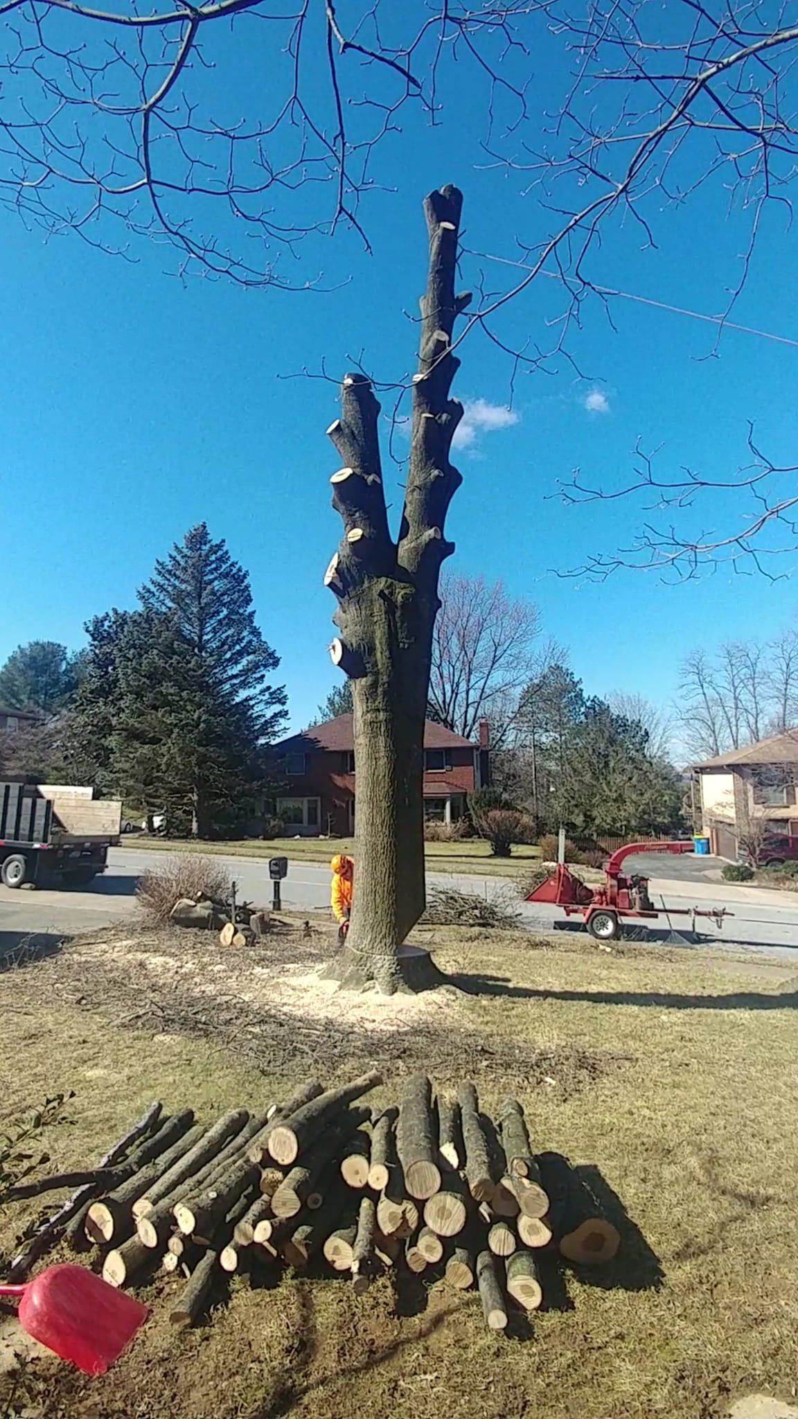 Tree services