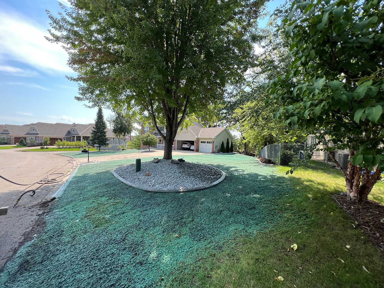 A tree is in the middle of a lush green yard