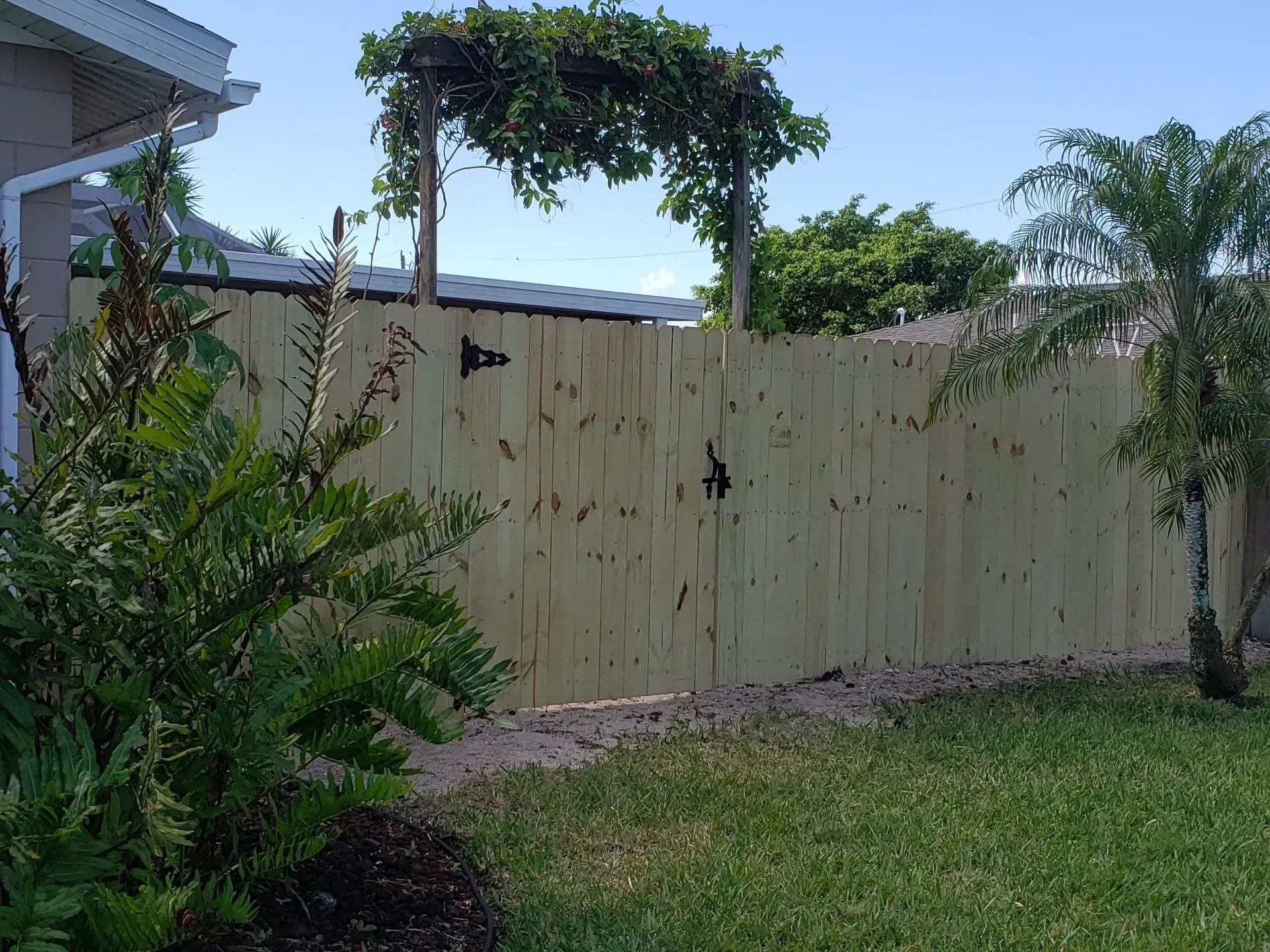 Wooden fence with a gate, topped with vines, in a sunny yard.