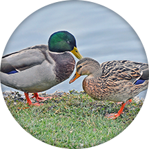 Anoka Ramsey Farm & Garden | Farm and Garden Supplies | Anoka, MN