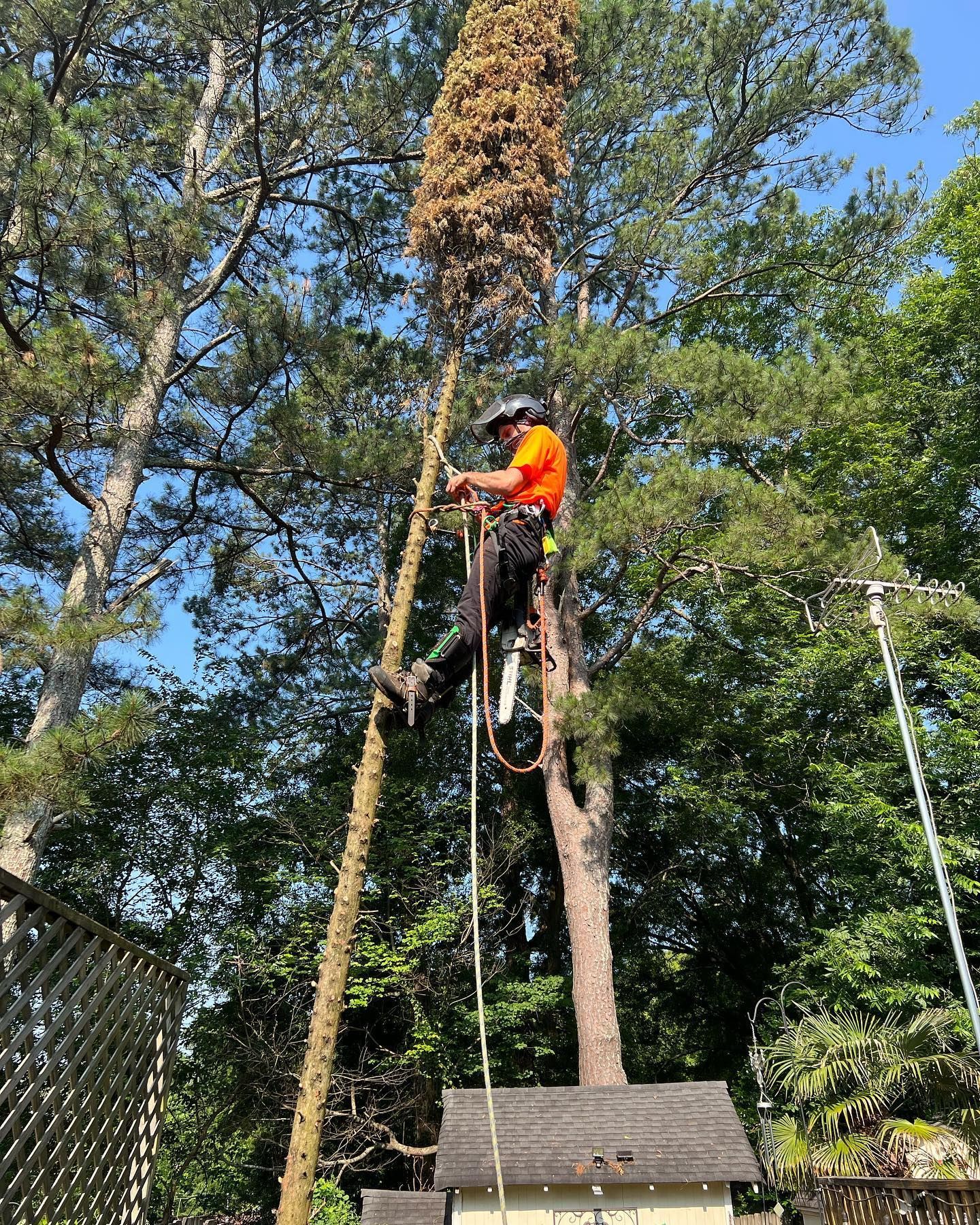 A man is climbing up a tree with a rope.