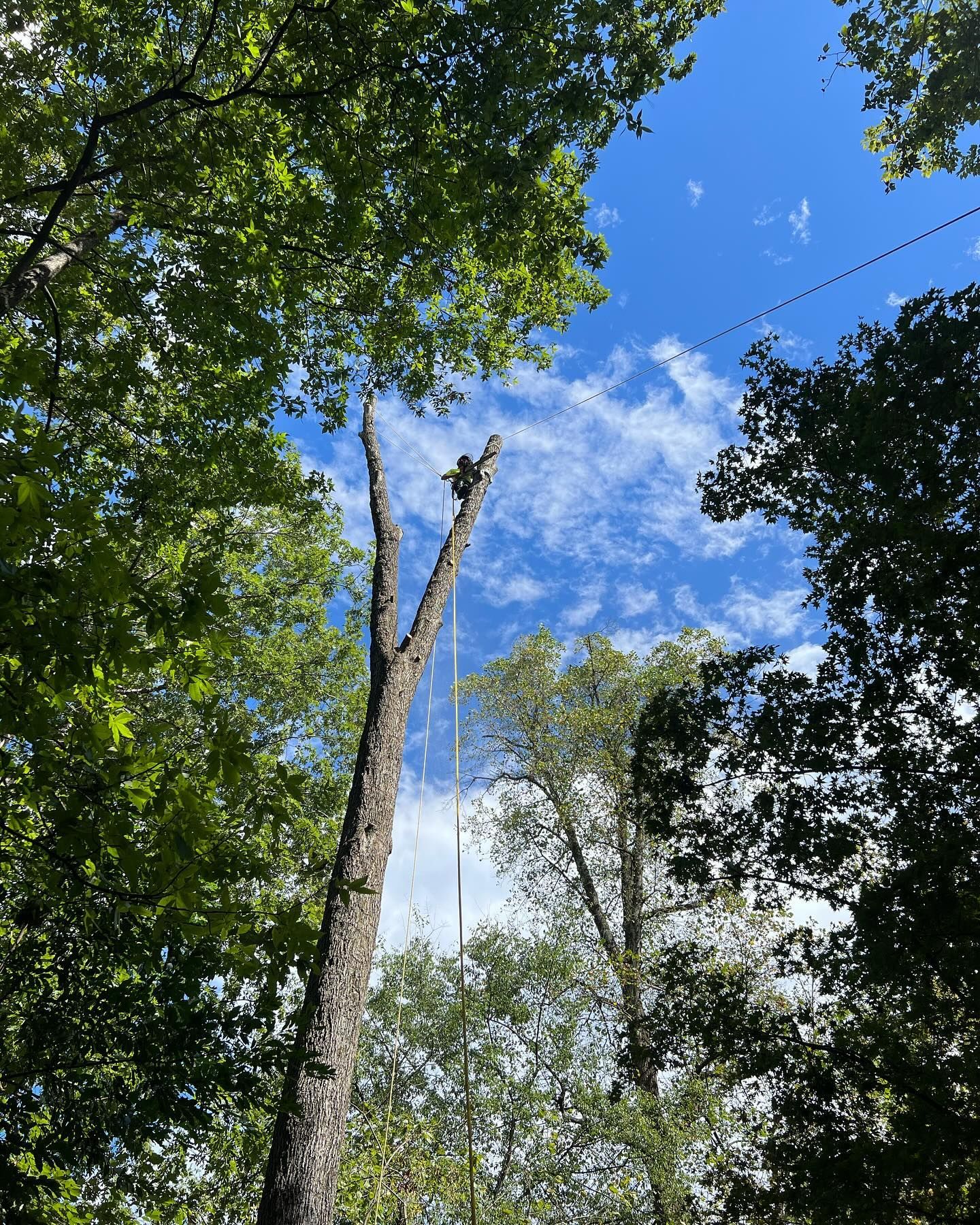 A man is climbing up a tree in the woods.