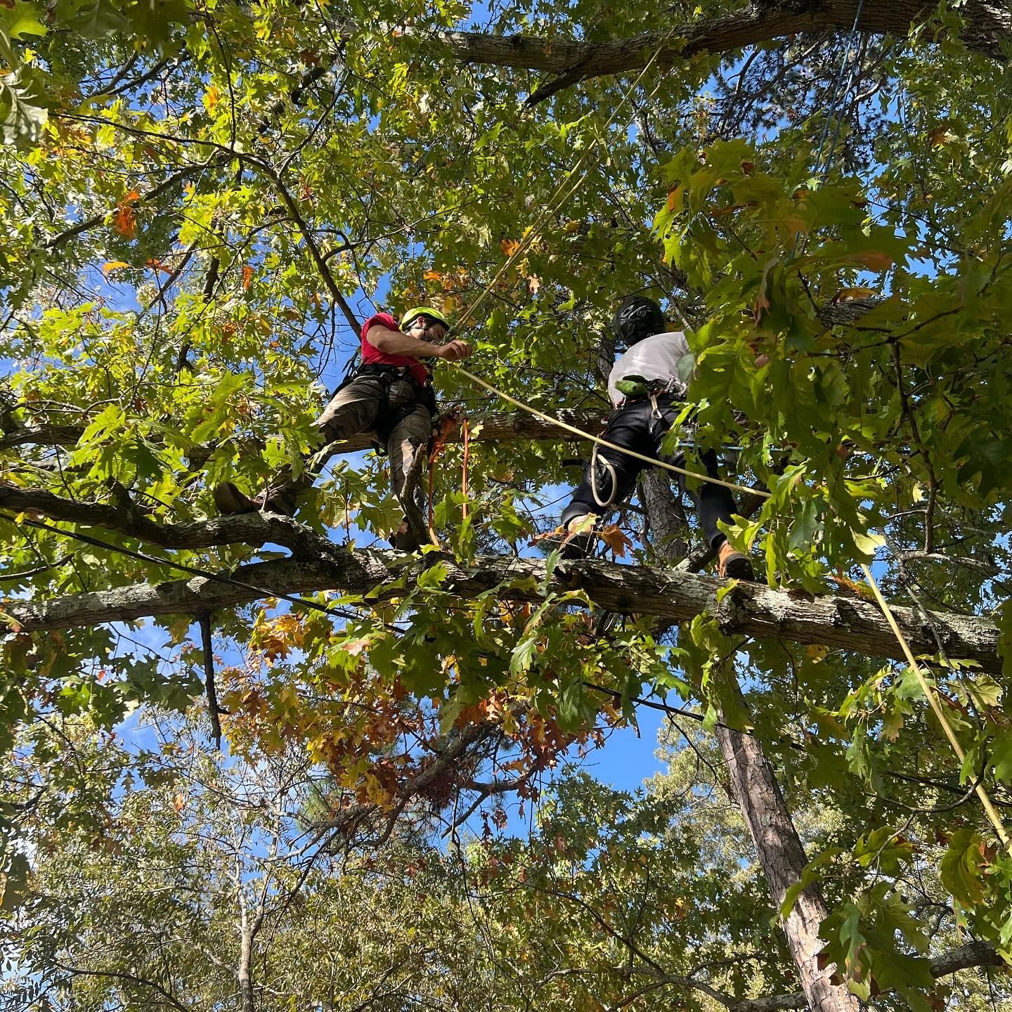 Two people are climbing up a tree branch.