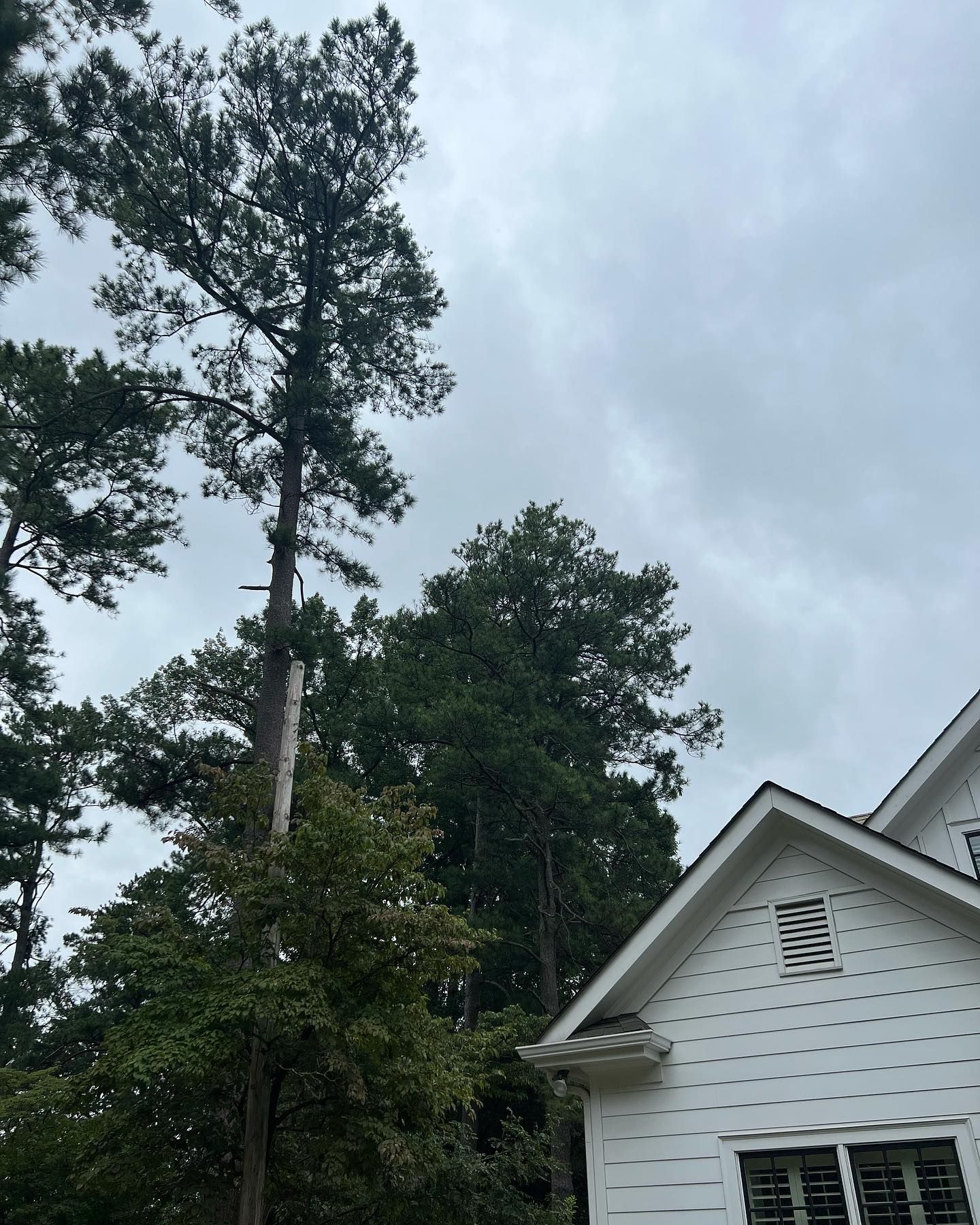A white house with a large tree in front of it