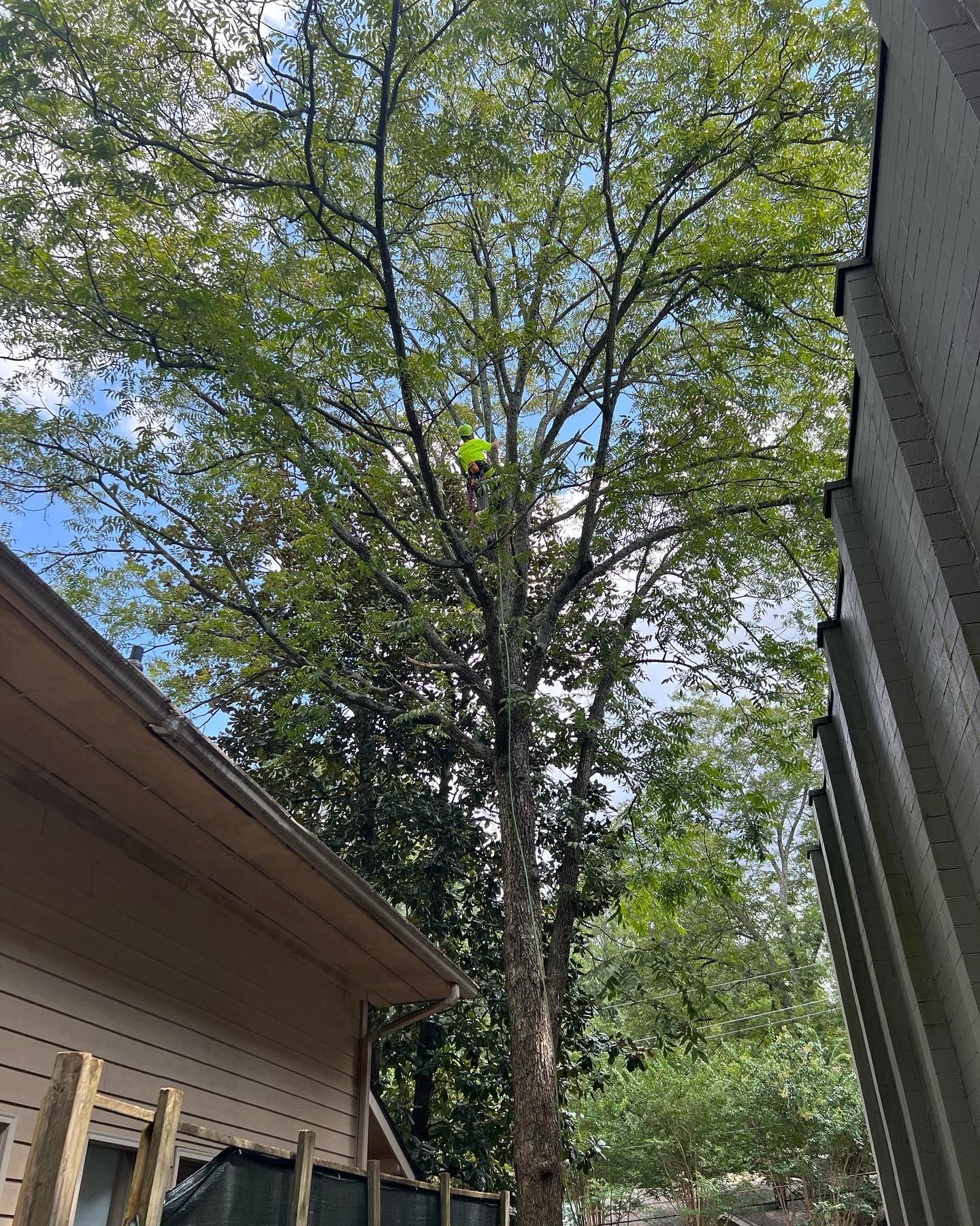 A man is climbing a tree in front of a house.