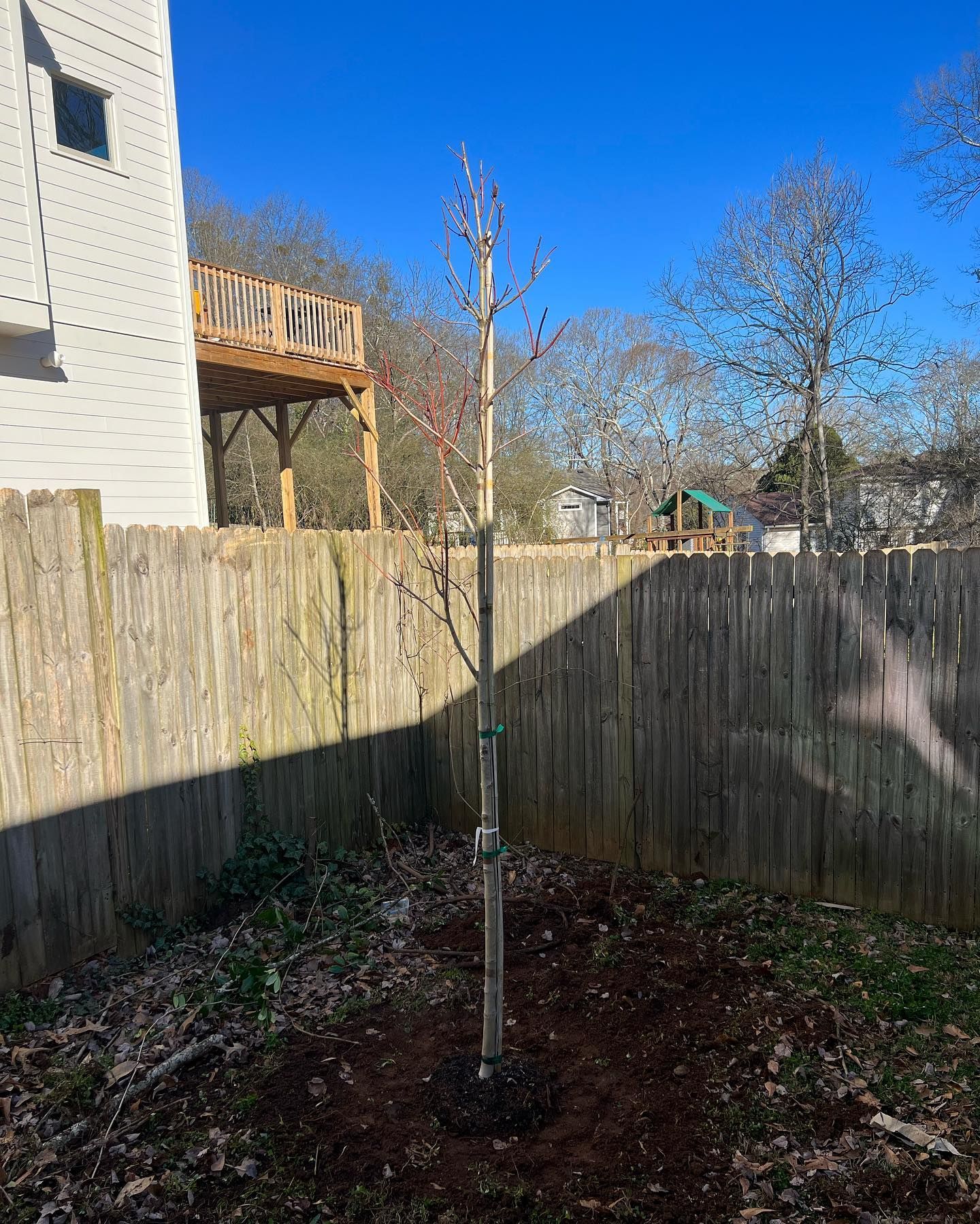 A small tree is growing in the backyard next to a wooden fence.