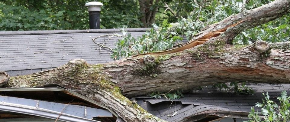 A tree has fallen on the roof of a house