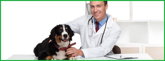 Dog and doctor