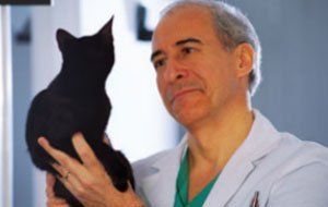 Cat with Doctor