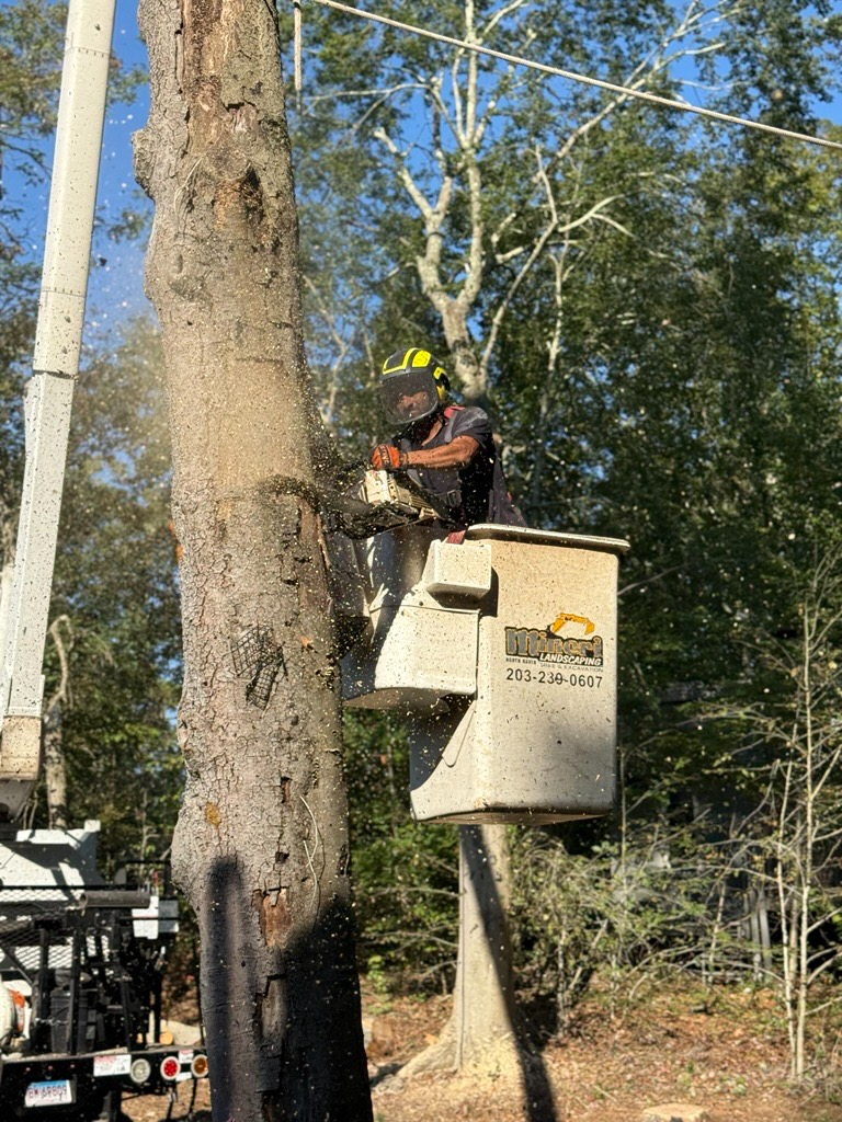 Person in a bucket lift cutting a tree near power lines. Sawdust in the air. Bright sunlight.