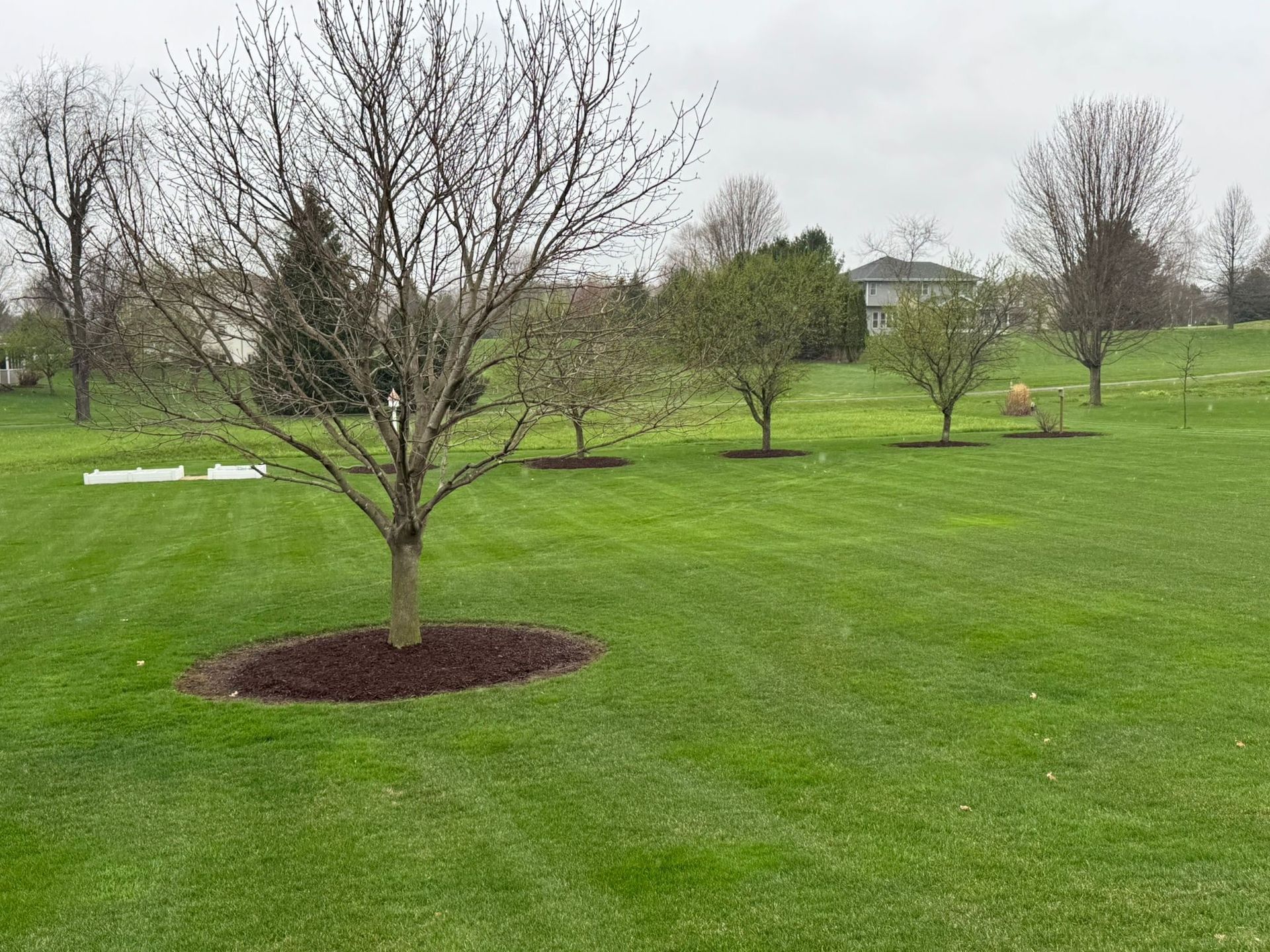 A tree in the middle of a lush green field with trees in the background.