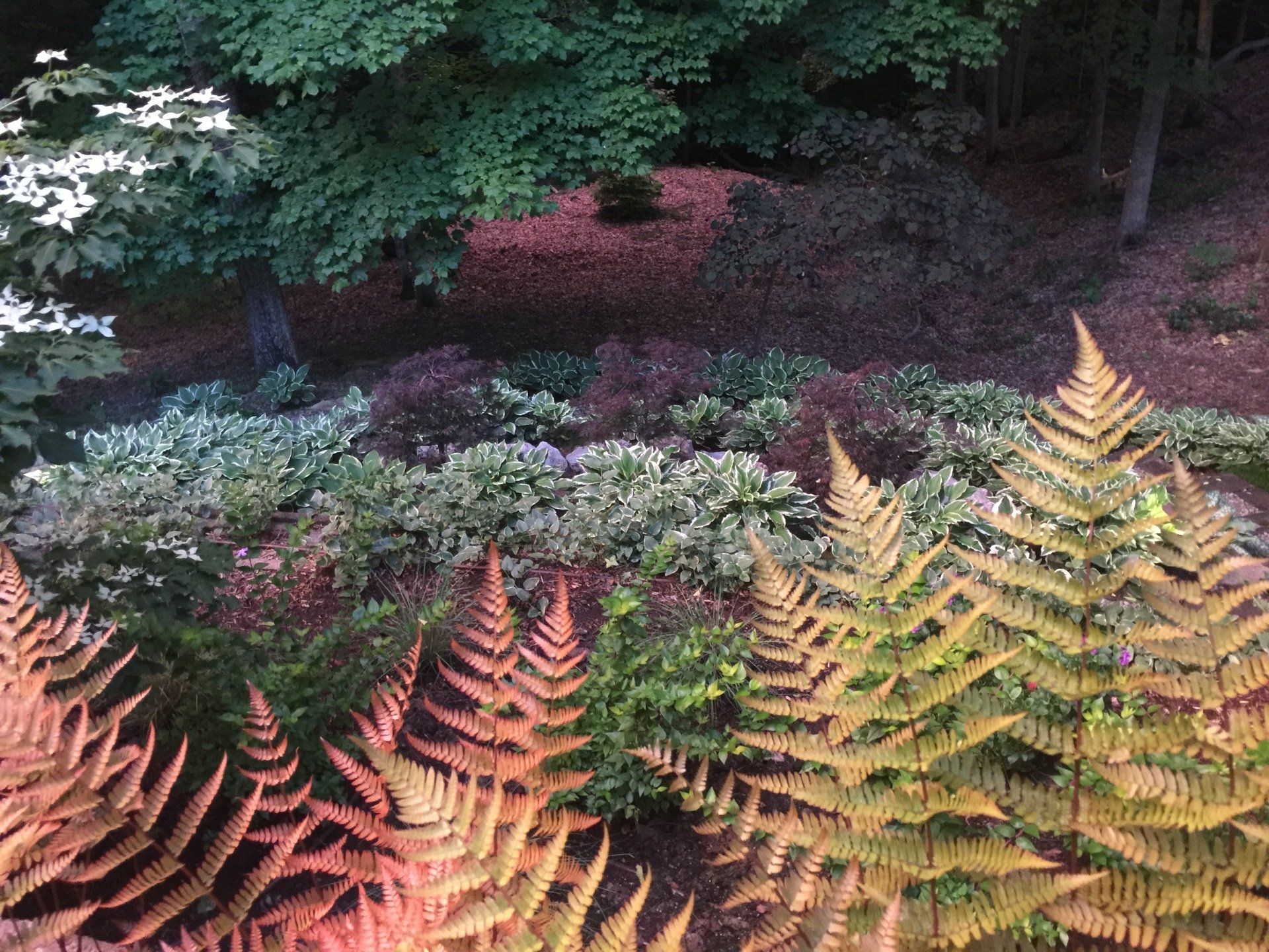 Different kinds of plants