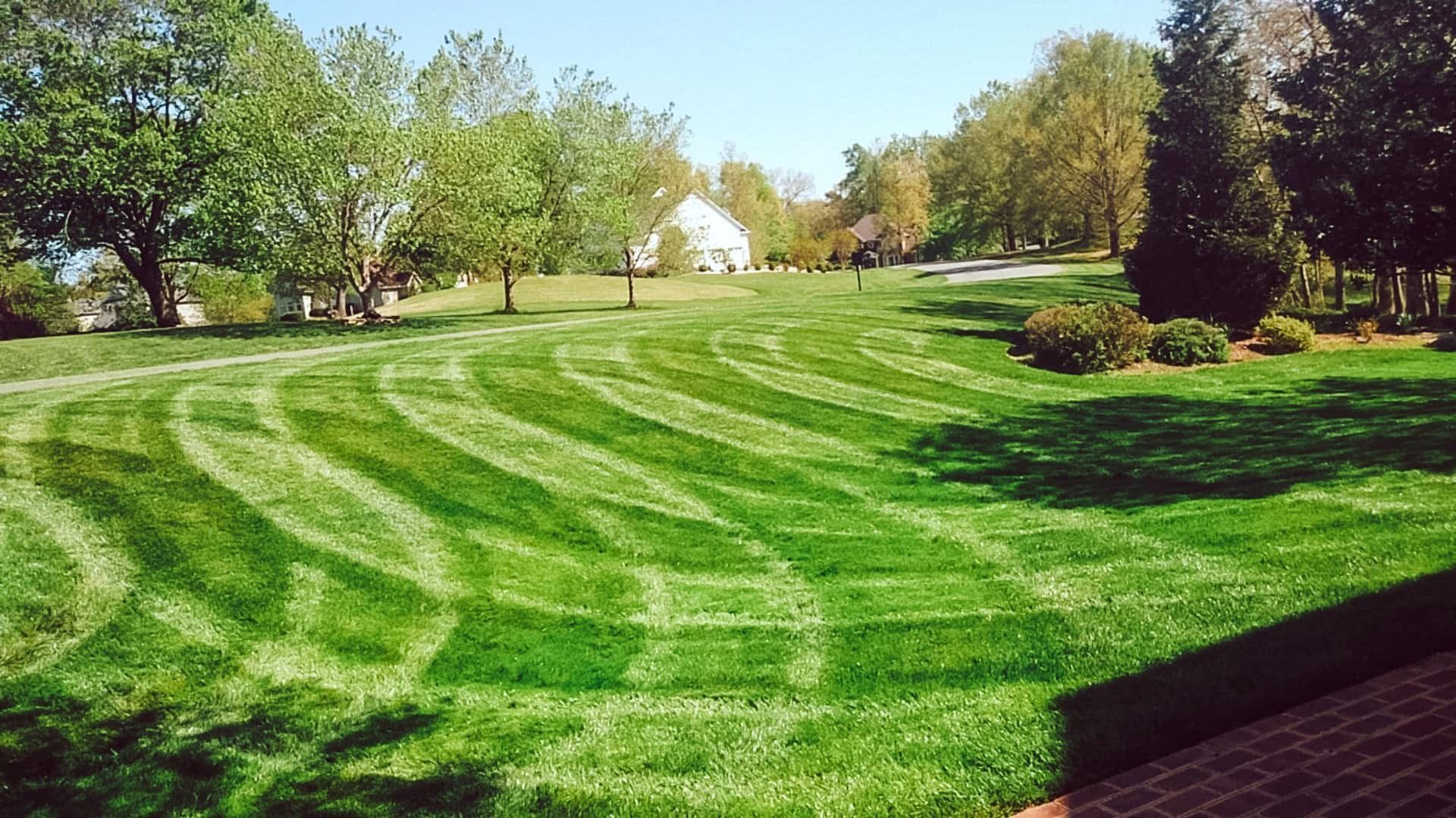 Lawn with curved mowing patterns, green grass, trees, and a white house in the background on a sunny day.