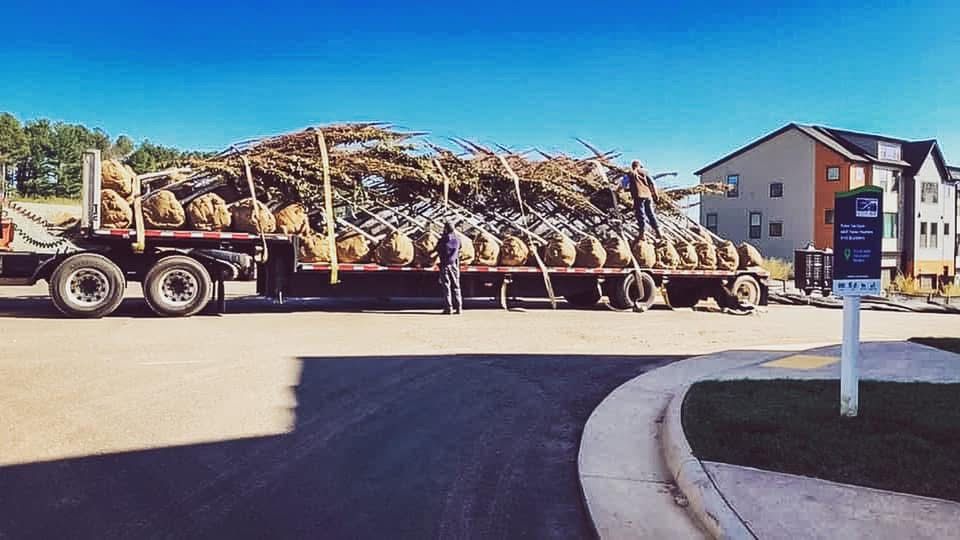 A flatbed truck loaded with bundled trees; a person stands near the truck. Residential area with blue sky.