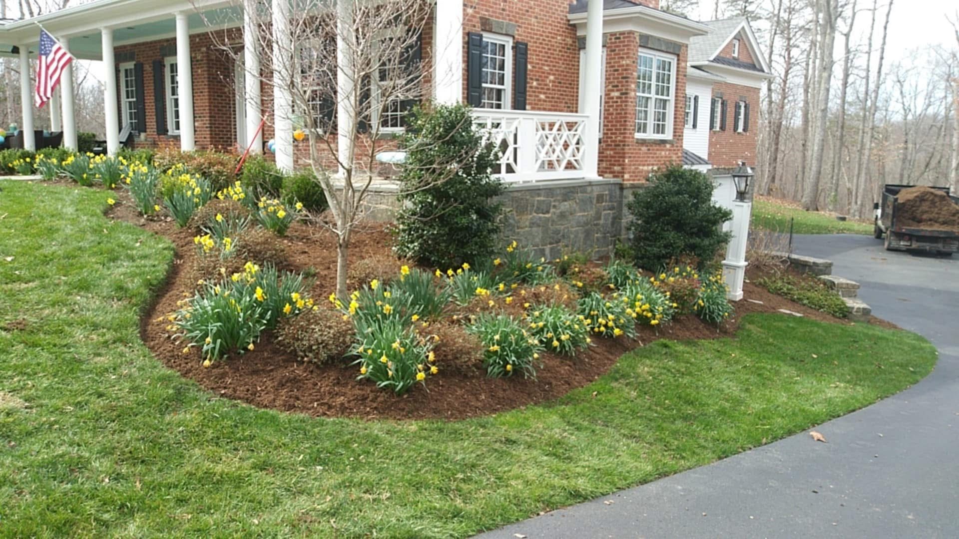 Front yard landscaping with daffodils and shrubs in a bed bordered by mulch, lawn, and a driveway.