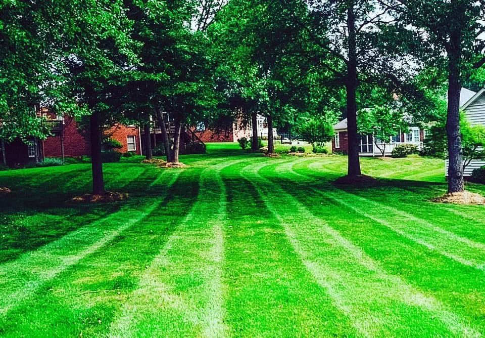 Lawn with striped pattern, framed by trees in a neighborhood setting, bright green grass.