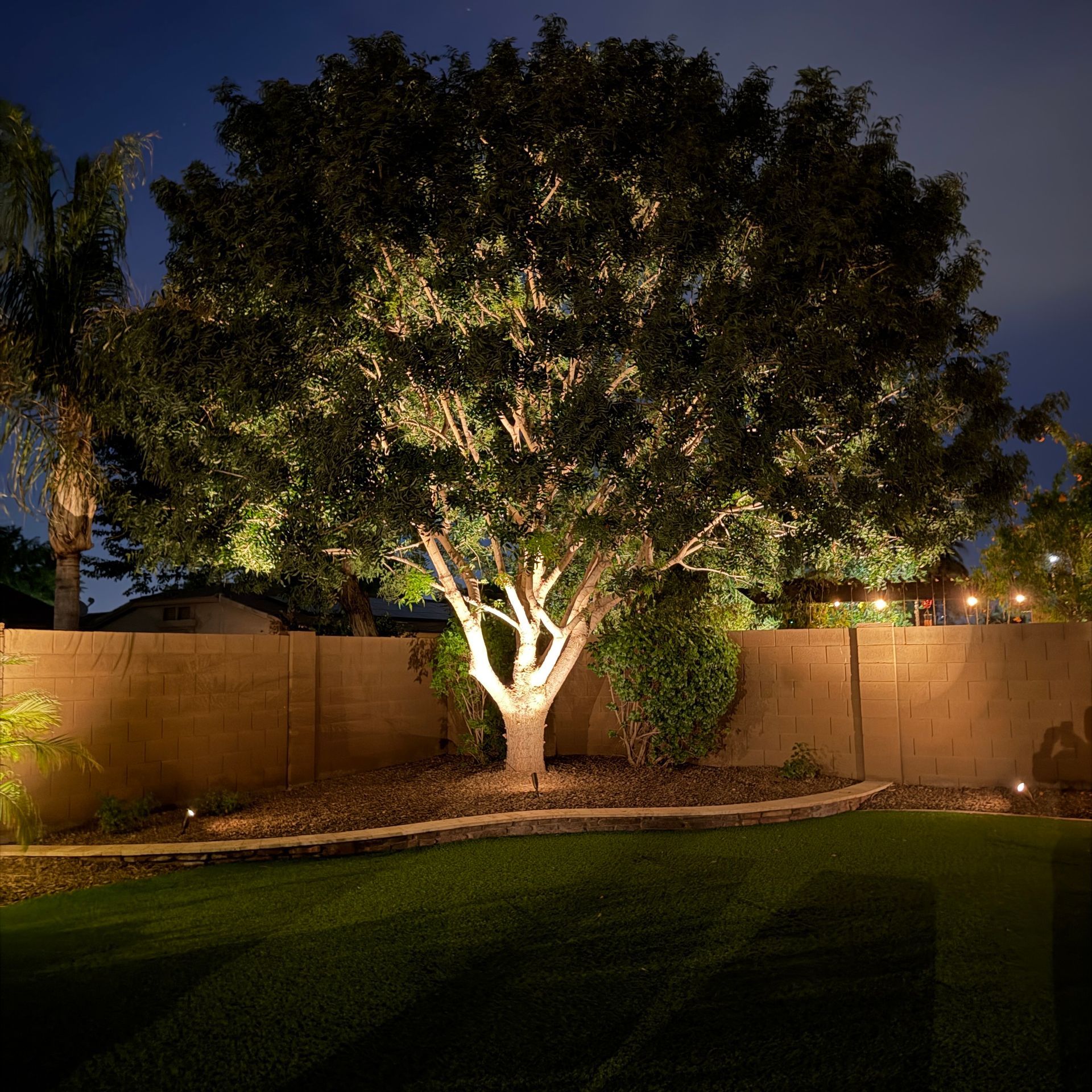 Garden bed with yellow flowers, blue fir, and rocks.