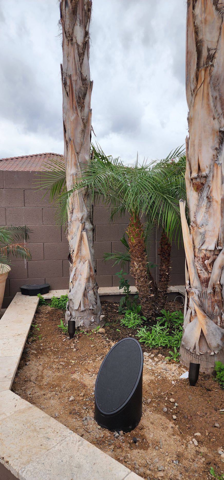 Backyard with palm trees, a concrete path, and a black, decorative object on the ground. Overcast sky.