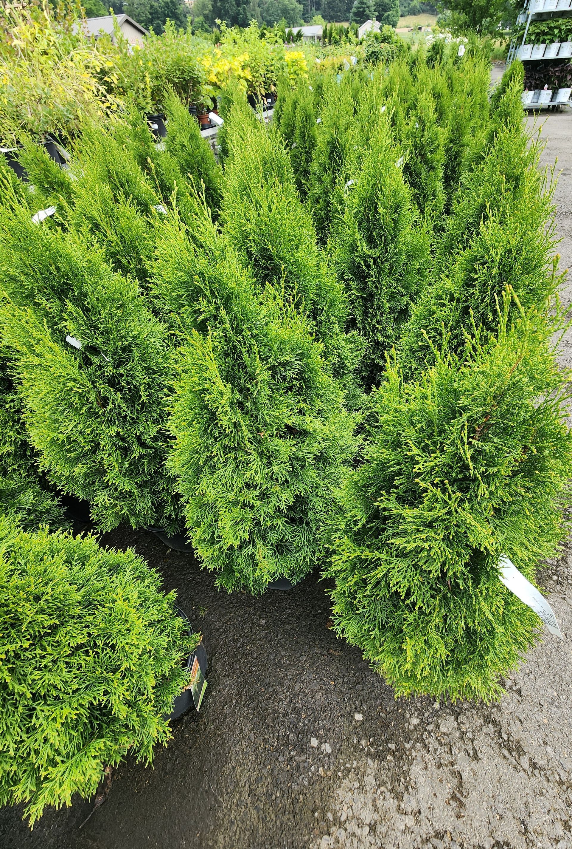 Bright green shrub in a garden nursery, with dense foliage beside a gravel path.