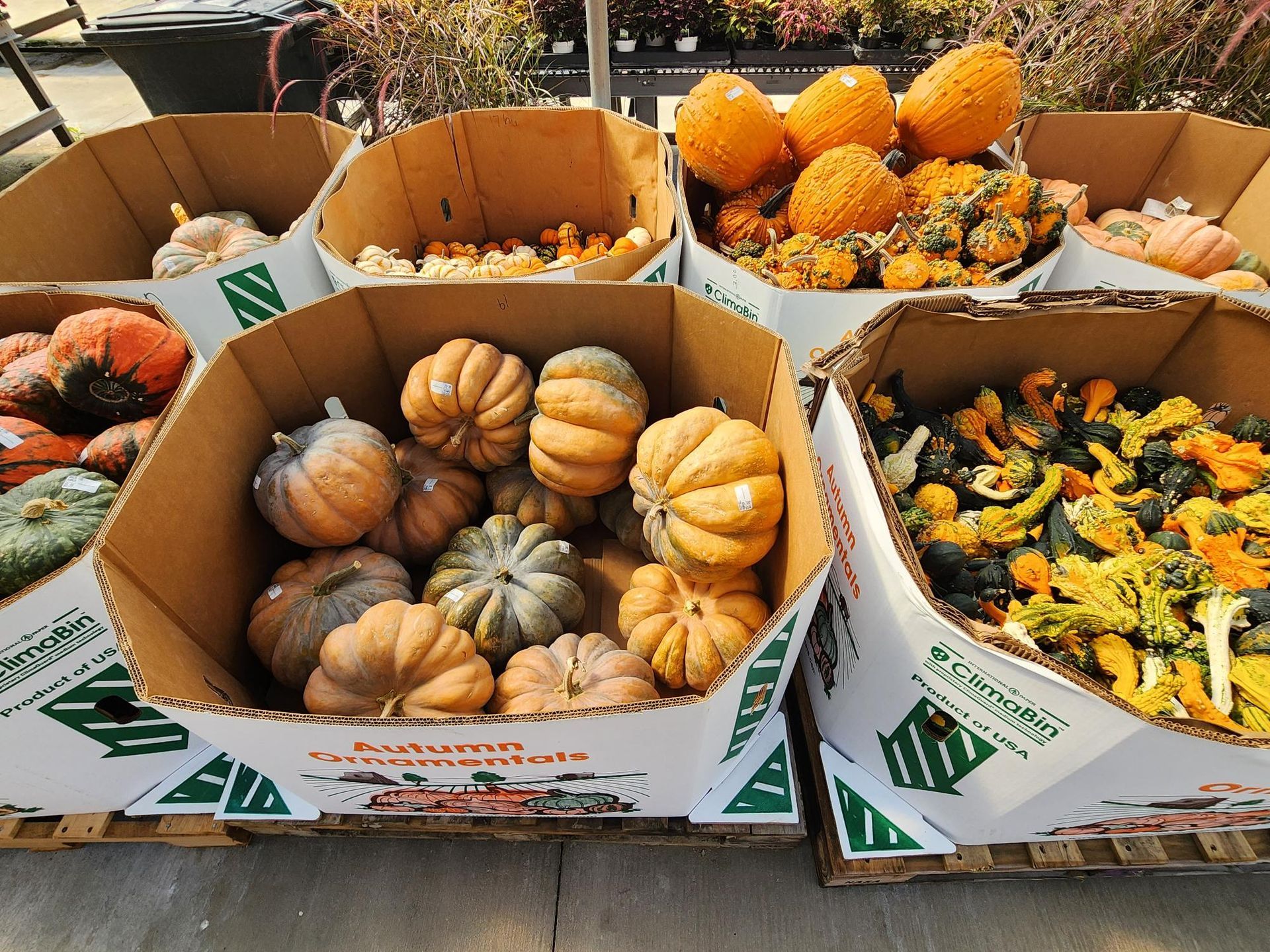 Cardboard boxes of assorted small pumpkins and gourds at a market stall