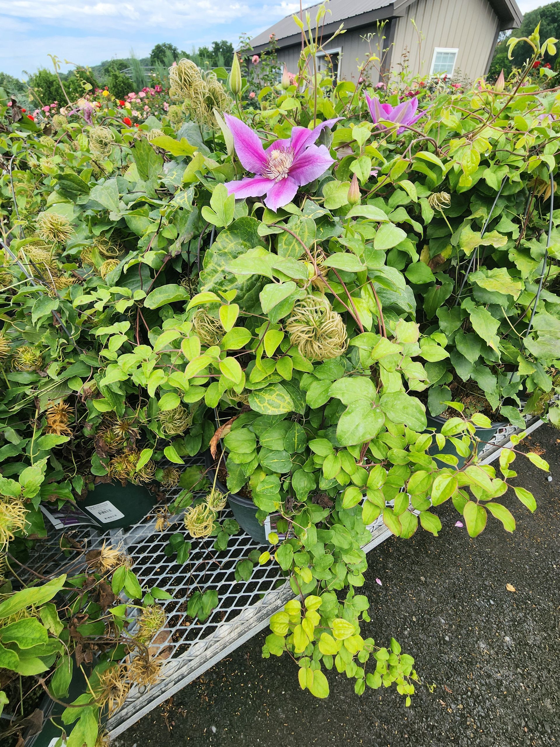 Lush green shrub with a bright purple flower in a garden beside a house