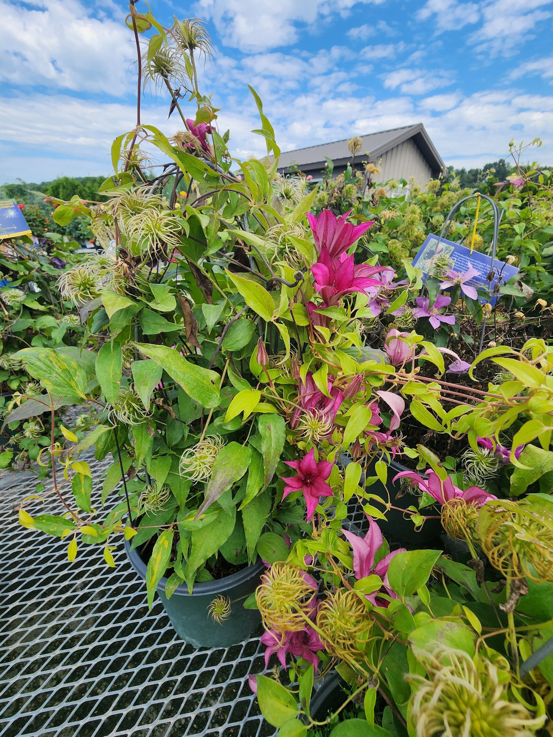 Colorful flowering vine in a nursery pot on a metal table, with bright pink and purple blooms
