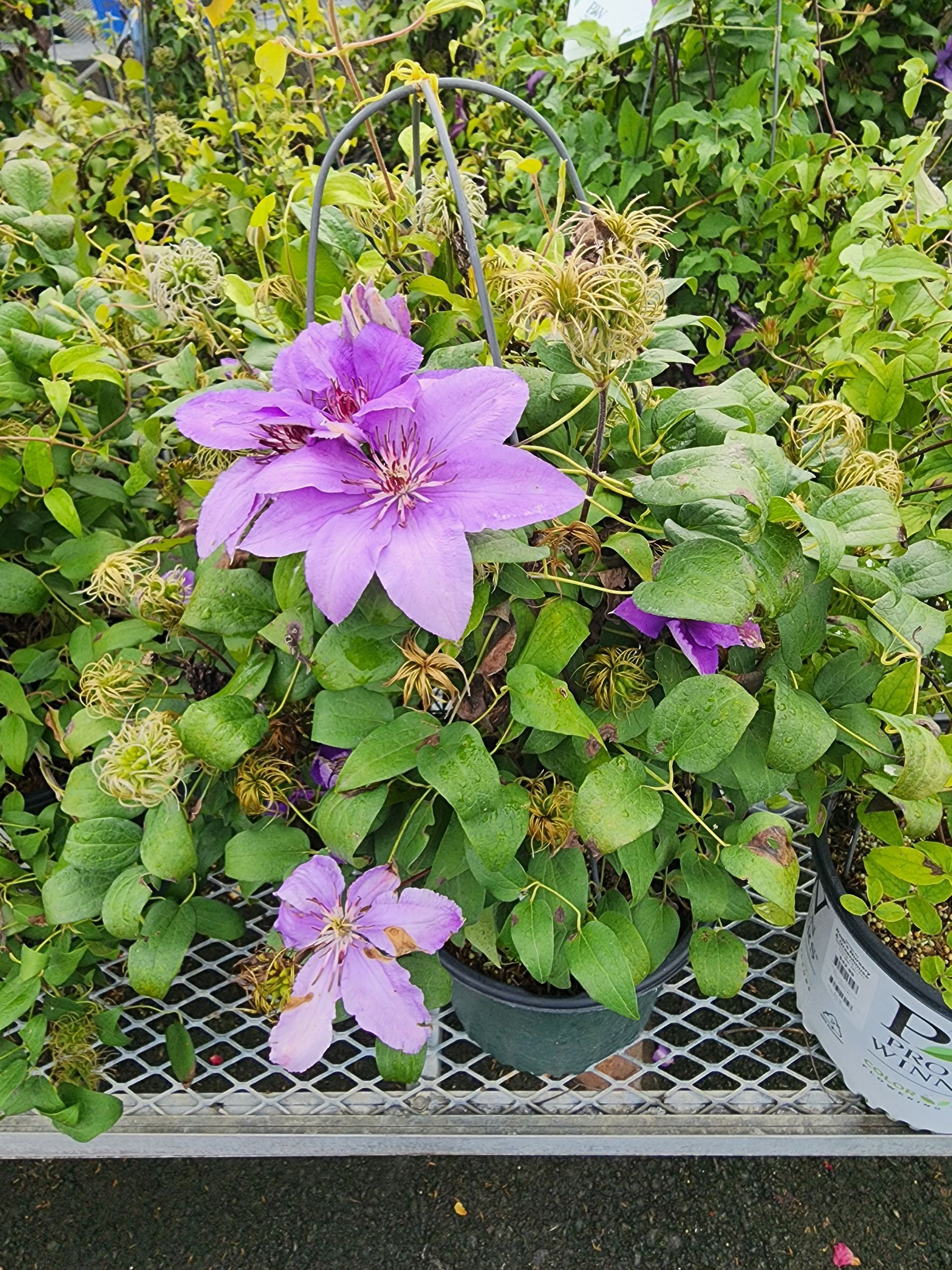 Potted purple clematis flowers blooming on a garden shelf surrounded by green foliage