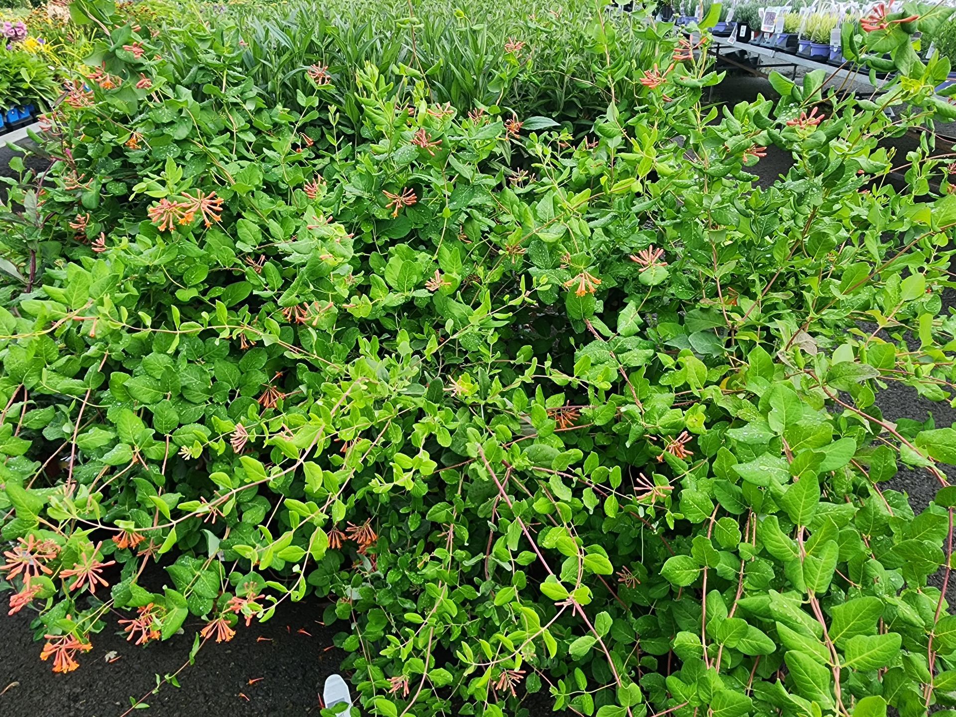 Dense green shrub with small pink flowers in a garden or nursery bed