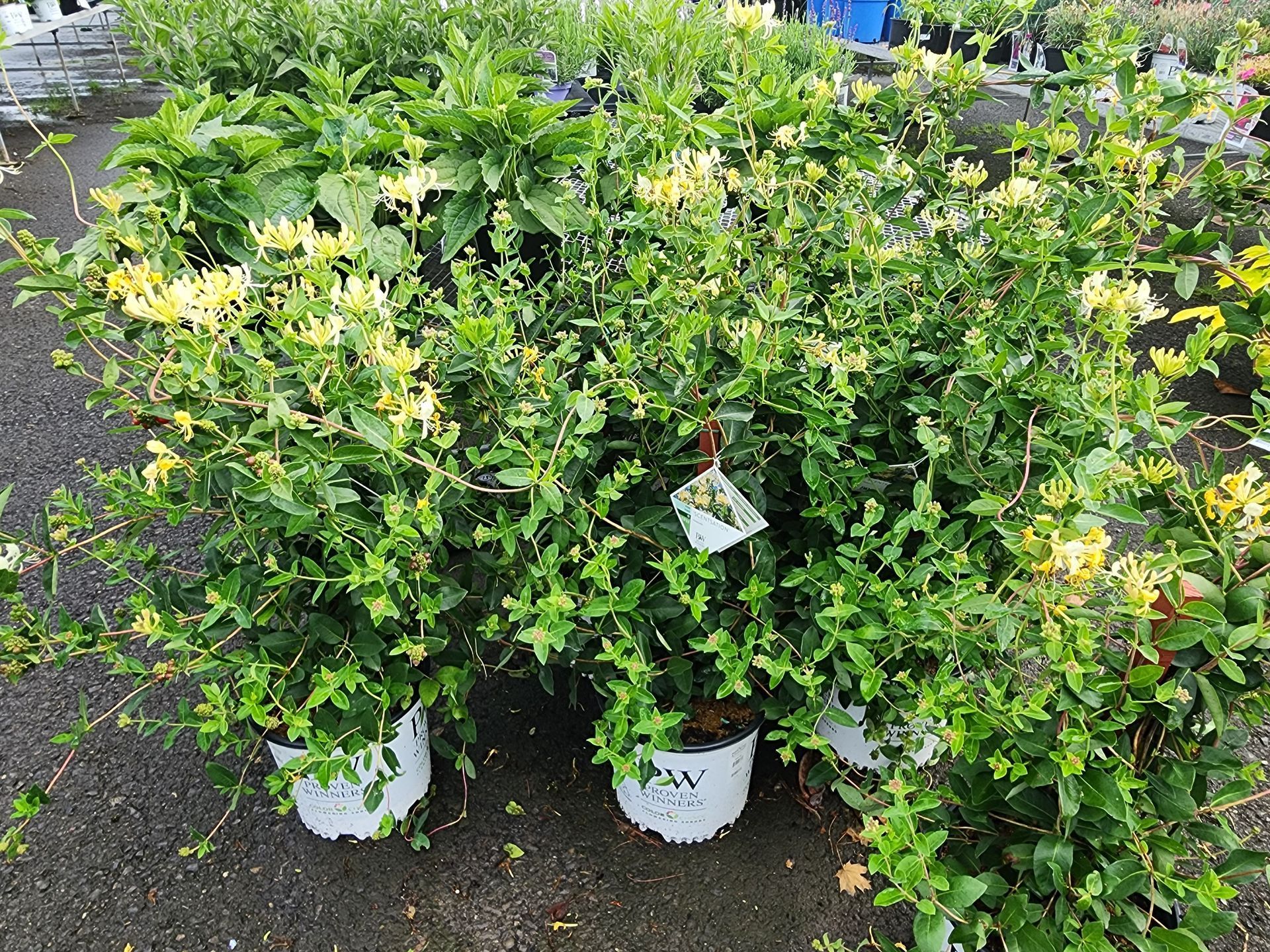 Potted flowering shrubs with green leaves and yellow blooms outdoors on a wet surface