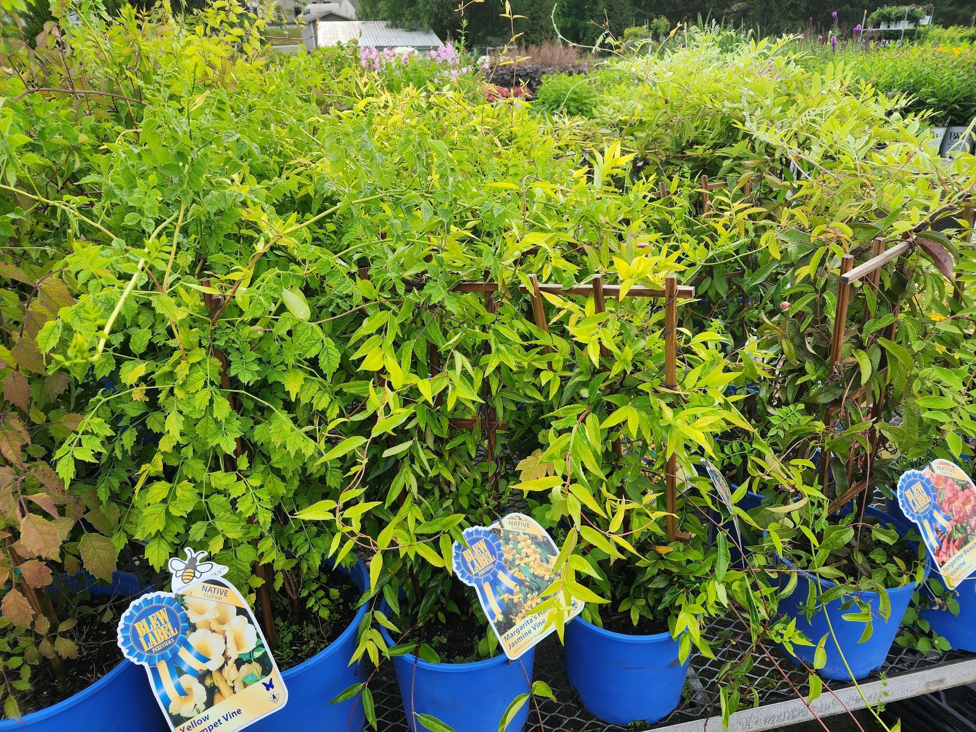 Blue potted plants and flowering shrubs in a garden center, with dense green foliage and colorful plant tags