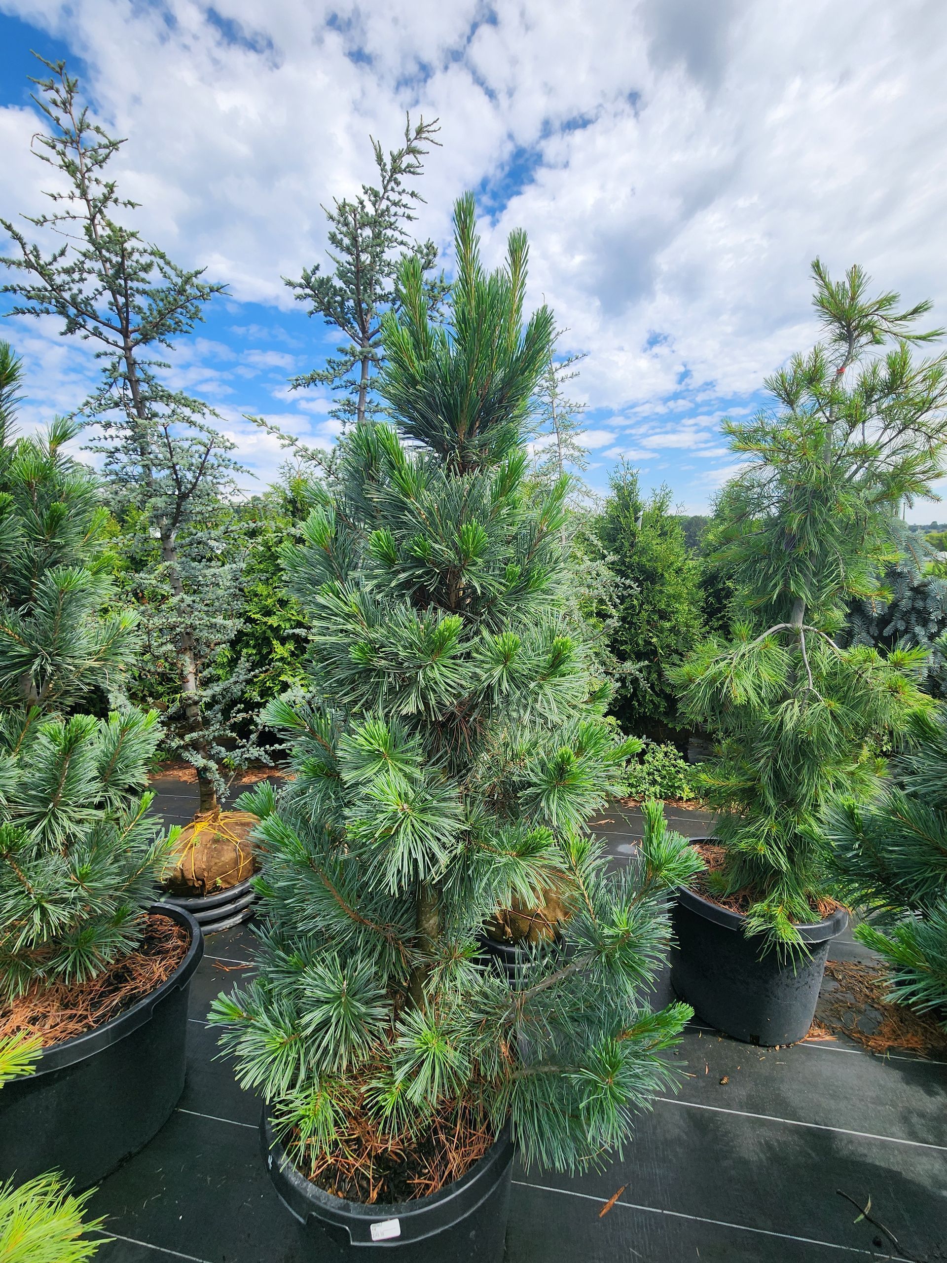 Potted evergreen shrubs in a nursery outdoors under a partly cloudy sky