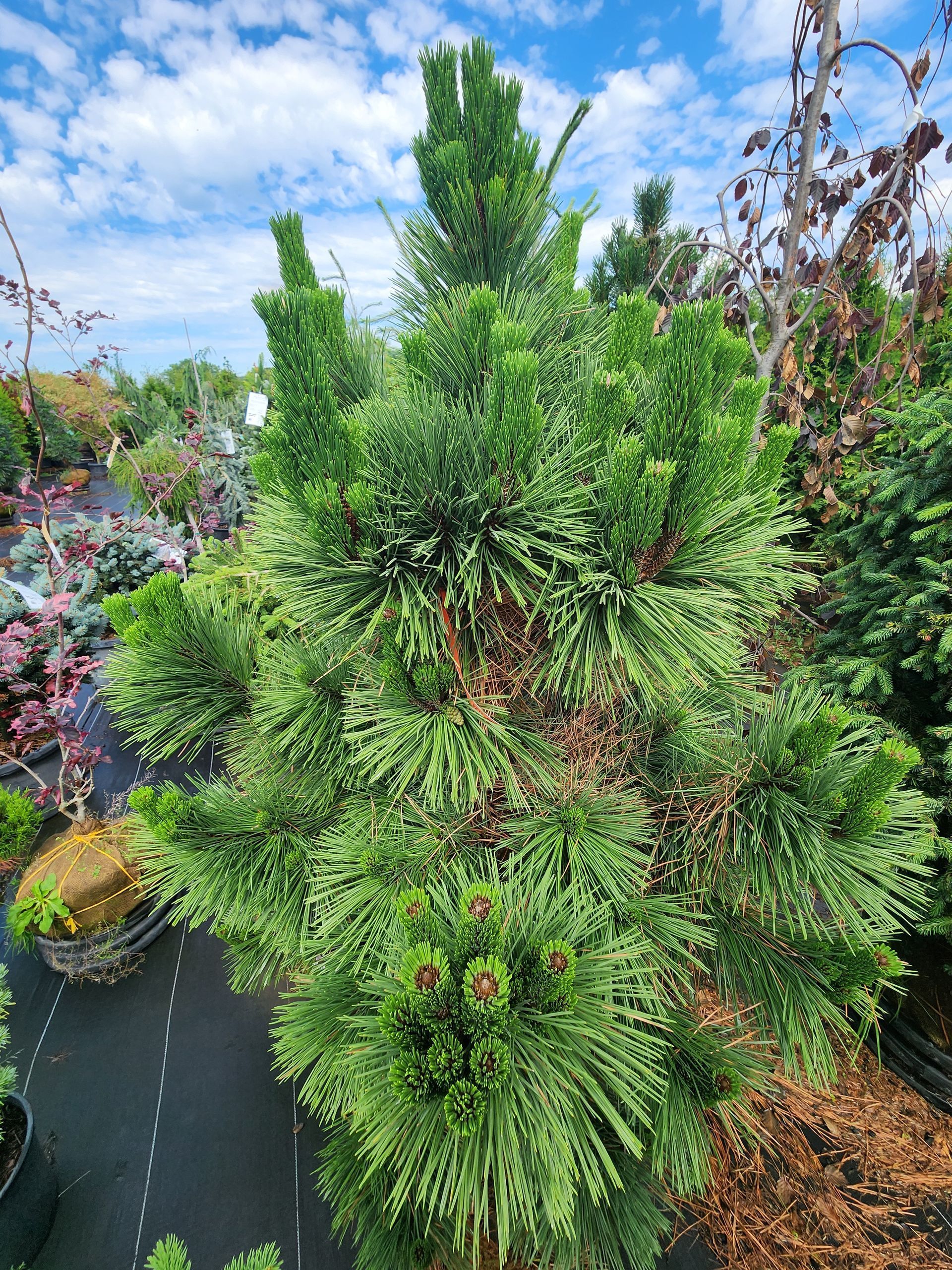 Dense green conifer shrub in a garden, with blue sky and other plants in the background