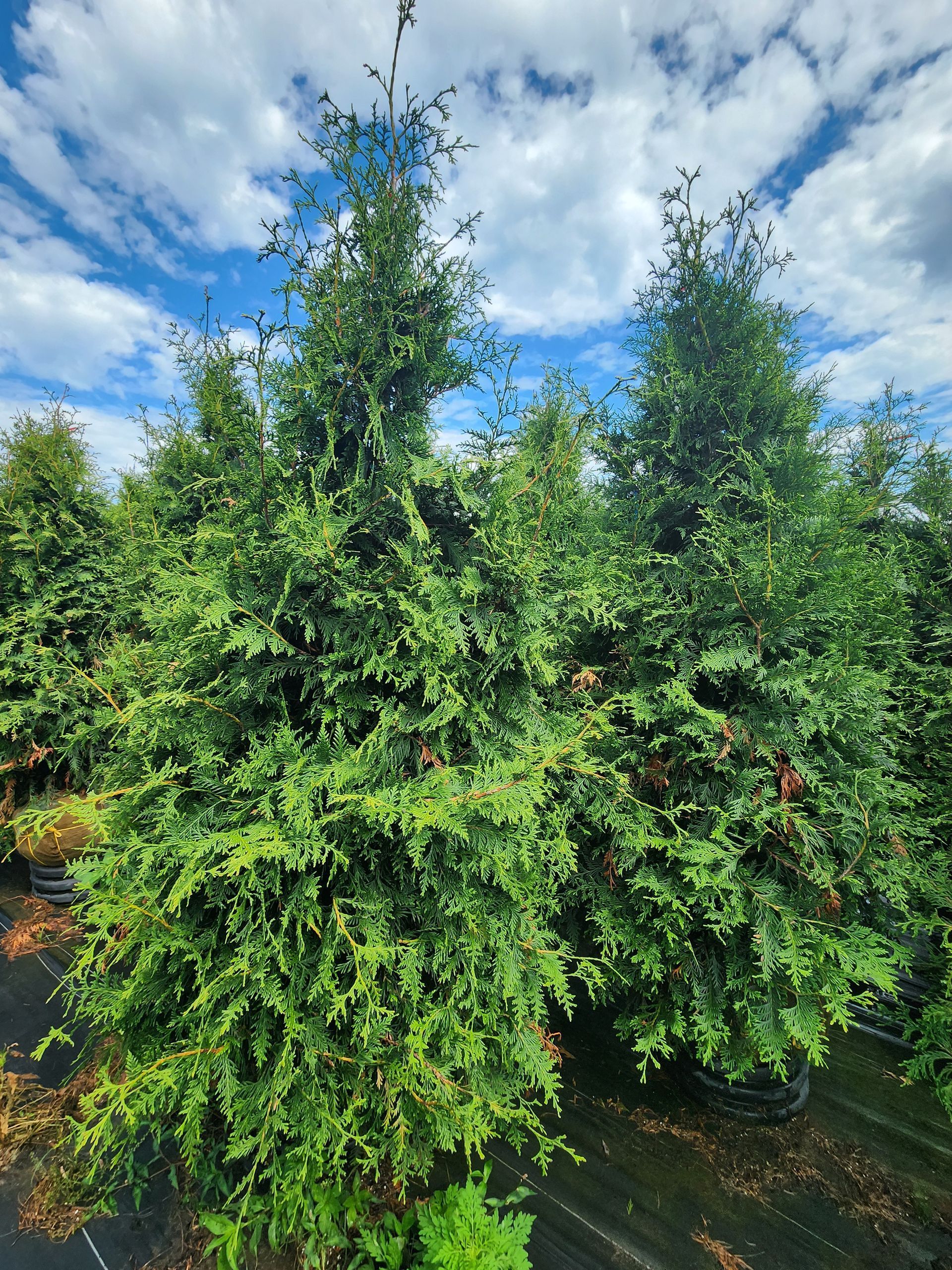 Two lush evergreen shrubs in a nursery under a bright blue, cloudy sky