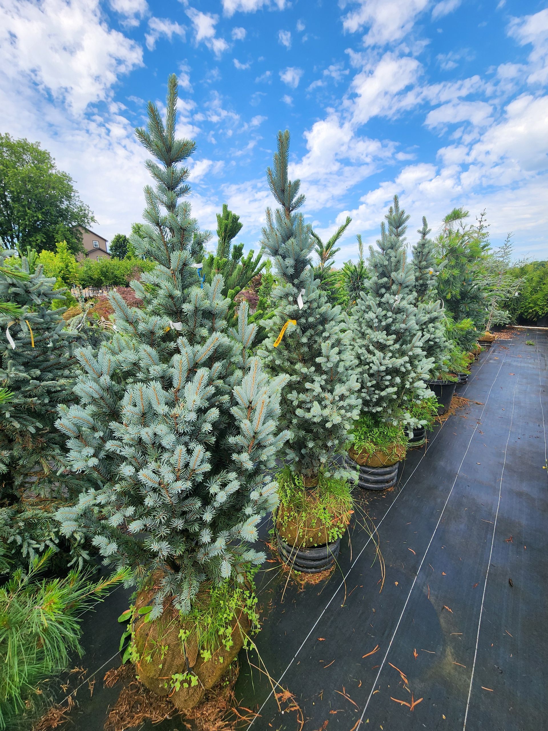 Rows of potted blue-green evergreen shrubs in a nursery along a paved path under a cloudy sky