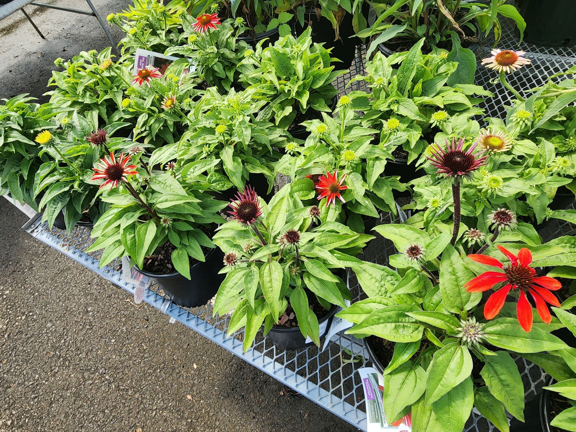 Tray of potted flowering plants with green leaves and red blooms at a garden center