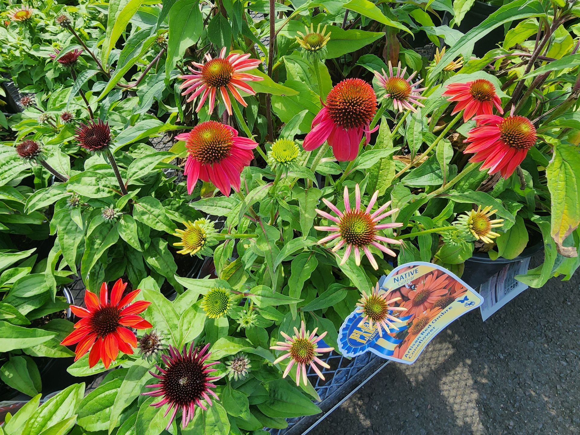 Bright red and pink coneflowers blooming in a garden bed with green foliage