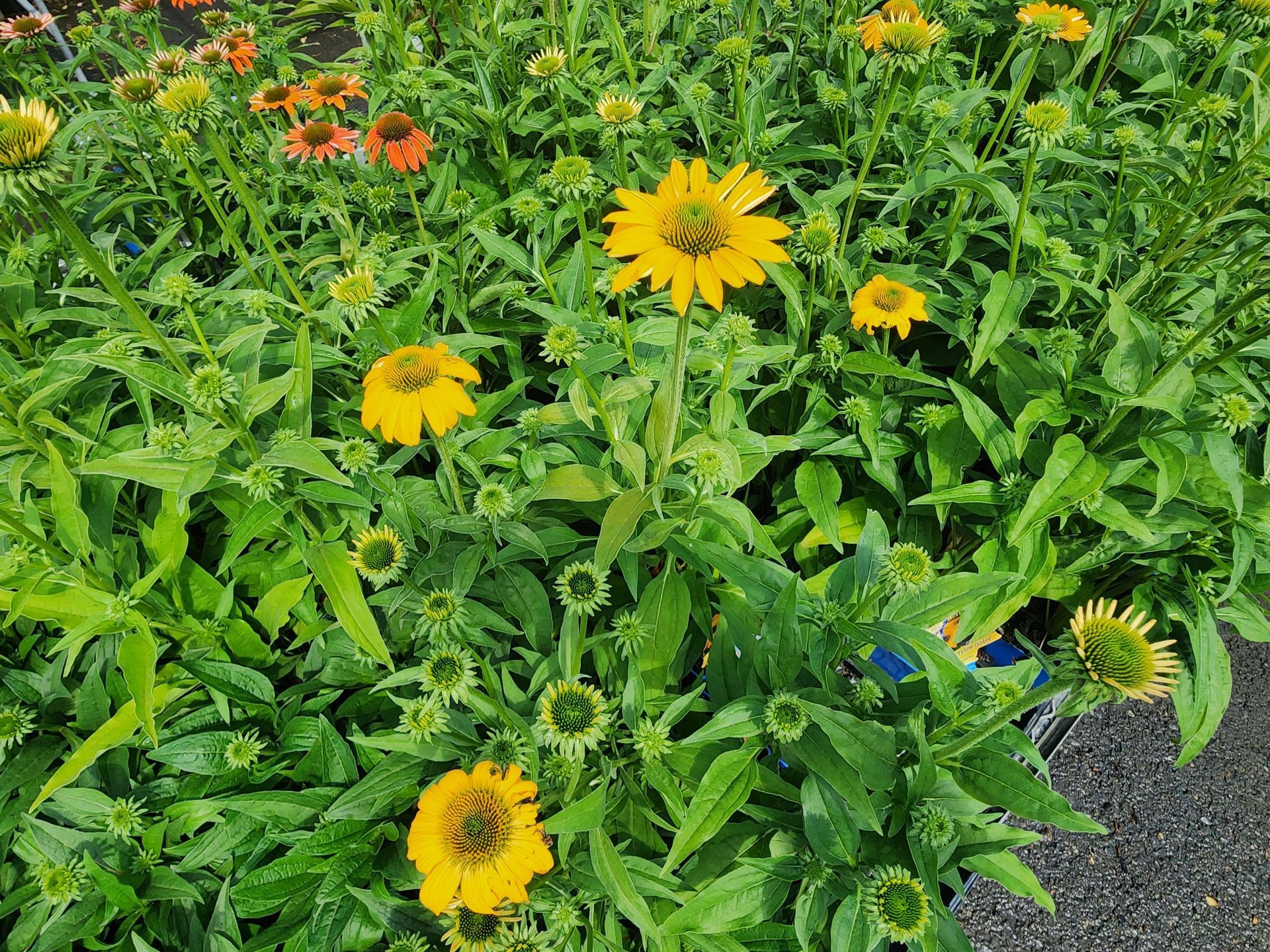 Yellow wildflowers blooming in green foliage beside a paved path