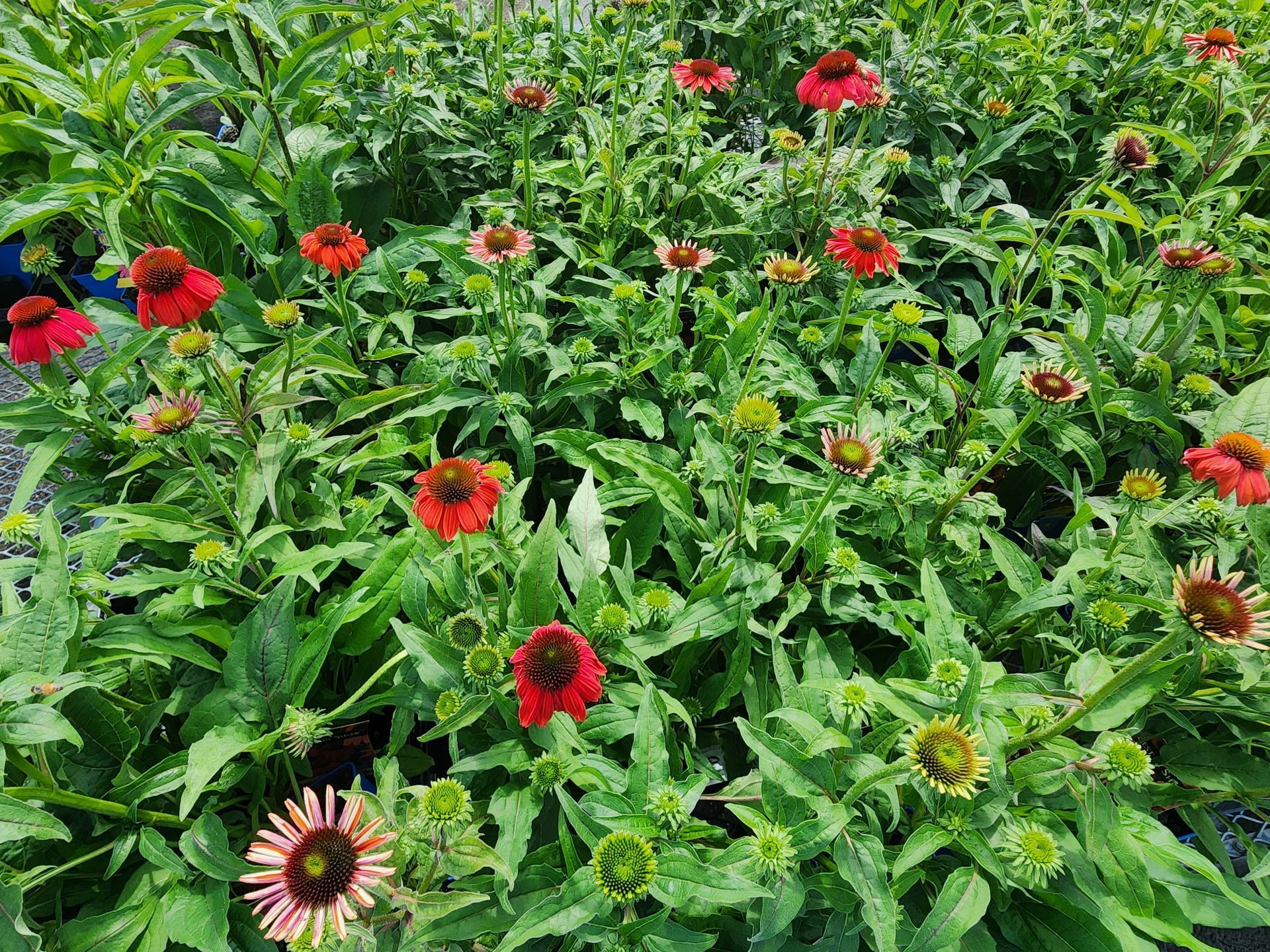 Red and yellow flowers blooming in a green garden bed