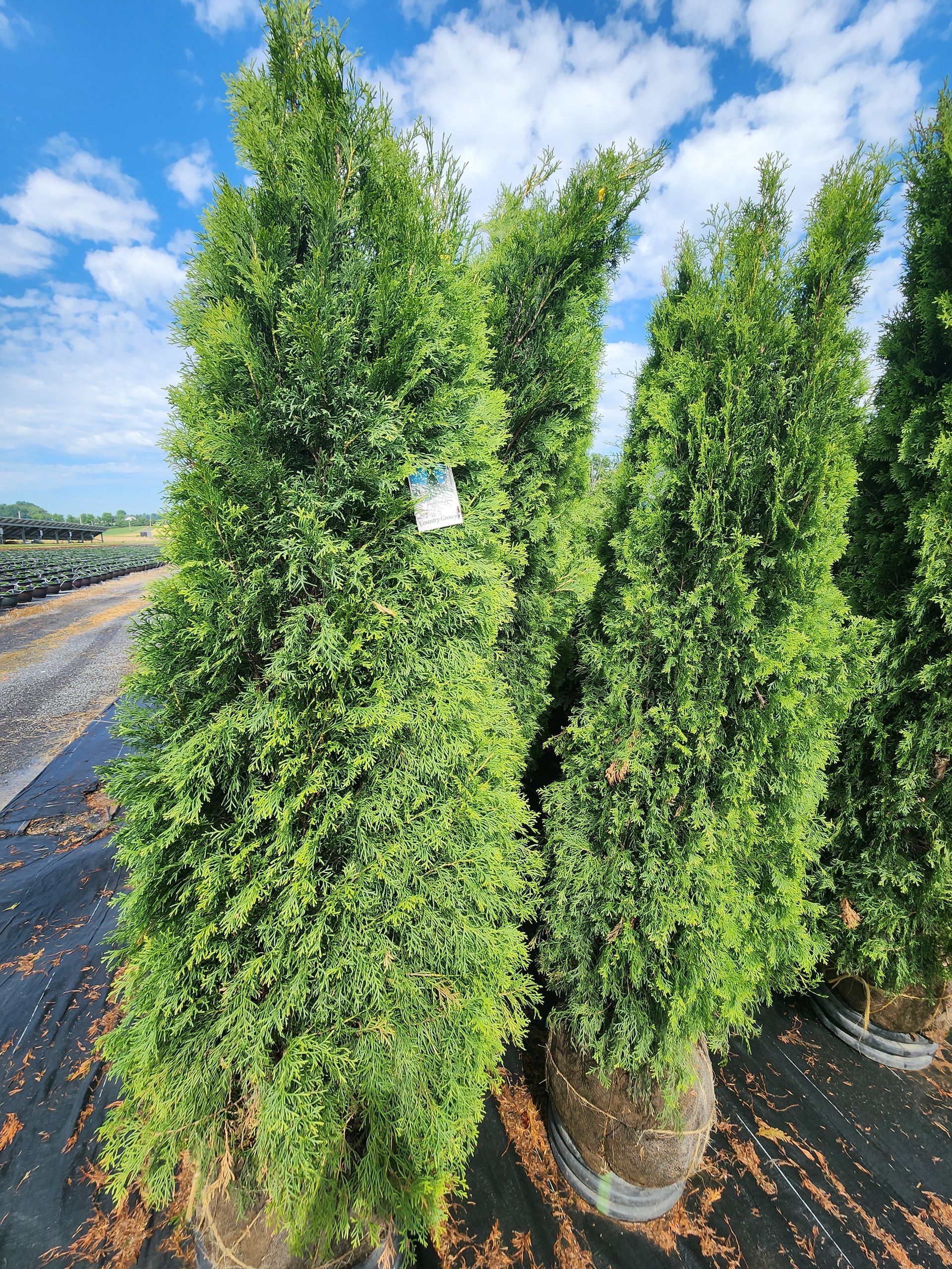 Tall green conifer trees in pots lined up outdoors under a bright blue sky