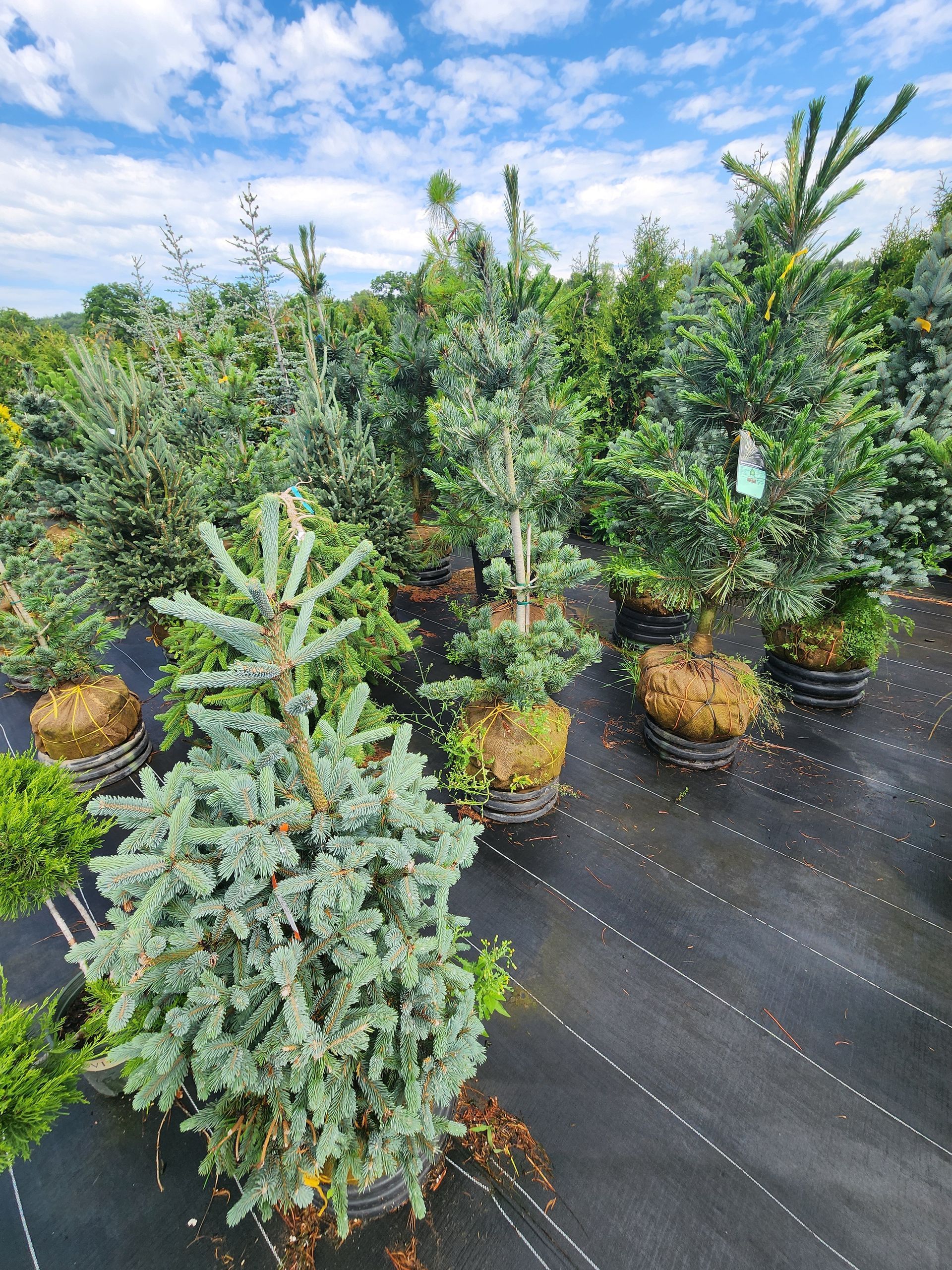 Potted evergreen shrubs and small conifers lined up outdoors on black nursery ground cover under a blue sky