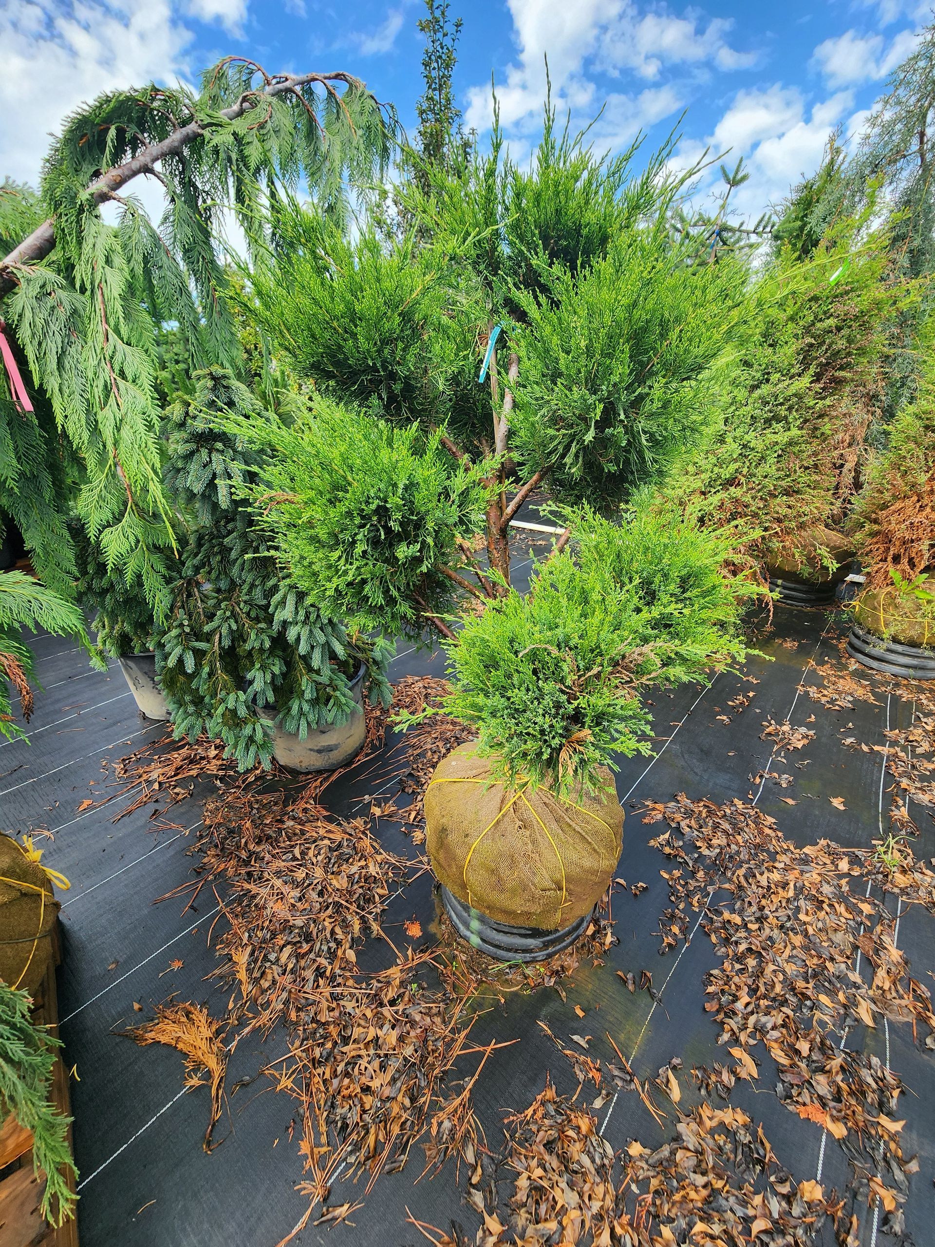 Potted shrubs and small trees in a garden center on wet black pavement under a cloudy sky