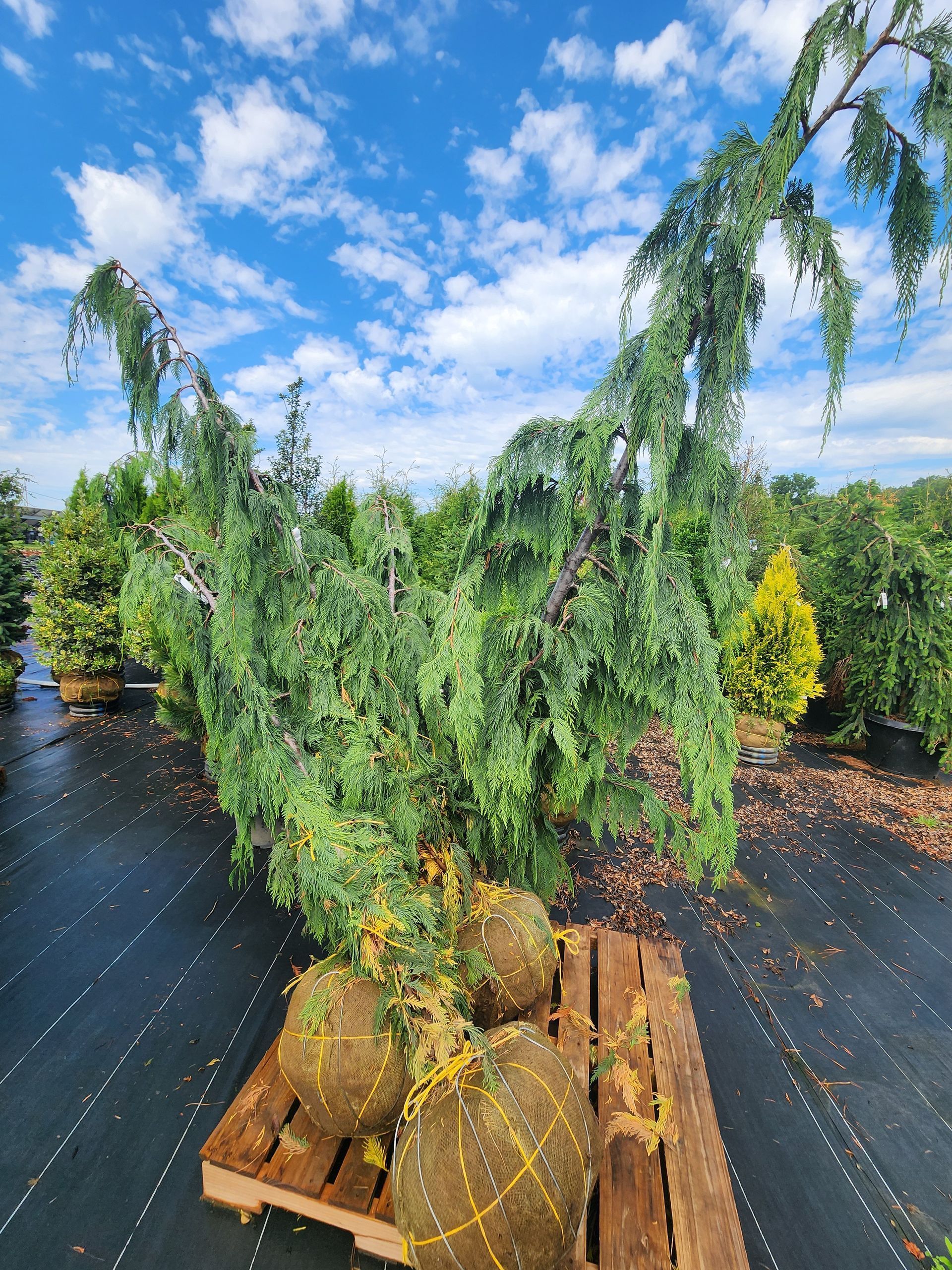 Large potted weeping tree with green foliage on a nursery lot under a blue sky