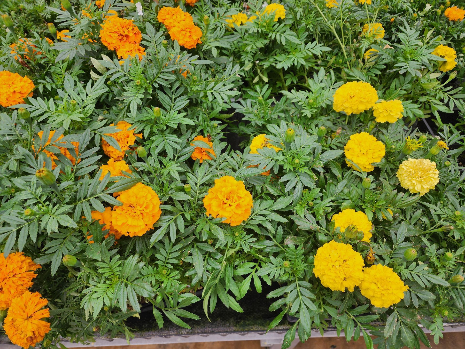 Orange and yellow marigolds blooming in a dense garden bed with green foliage