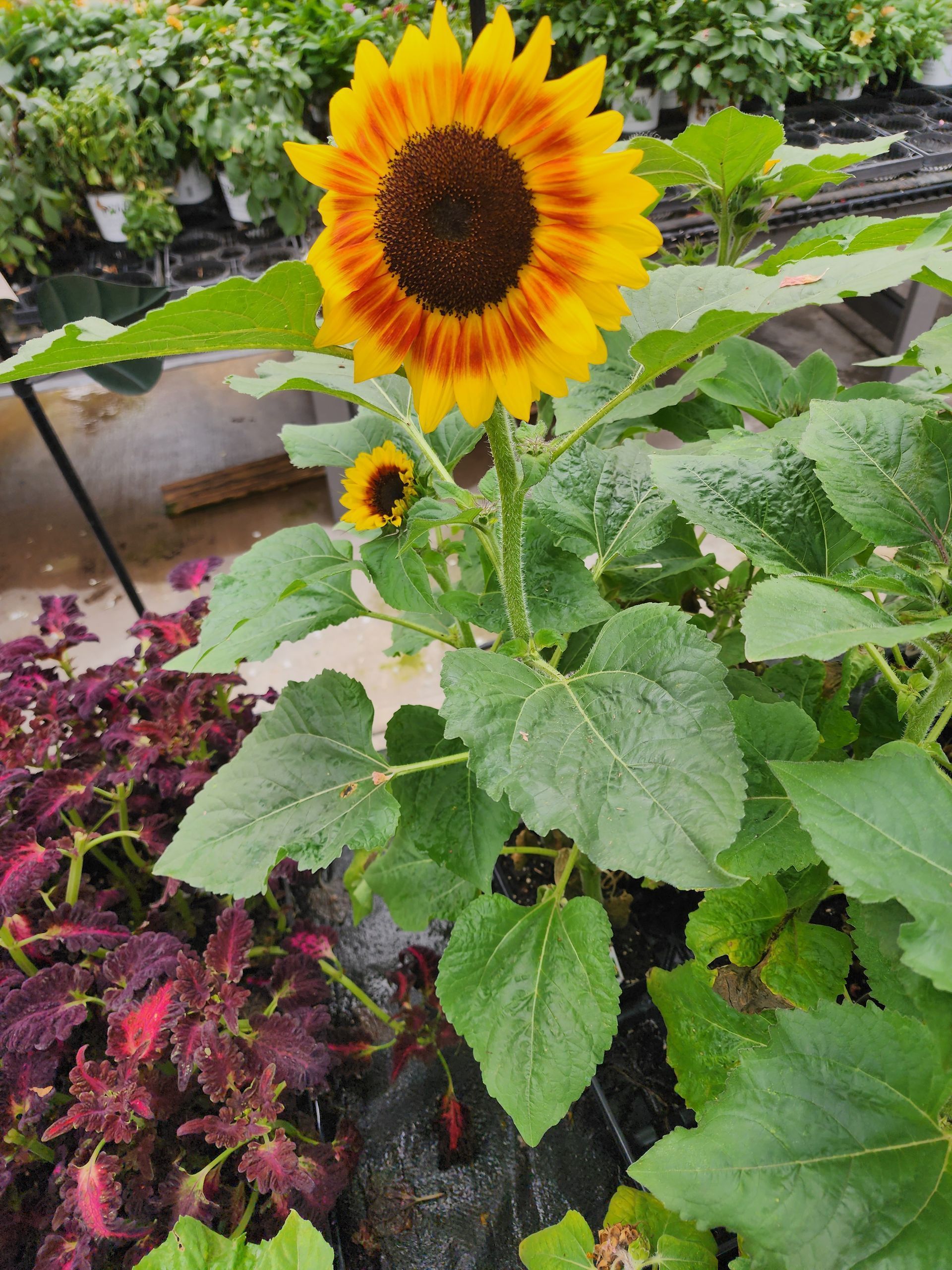 Yellow sunflower blooming in a garden bed with green leaves and purple foliage nearby