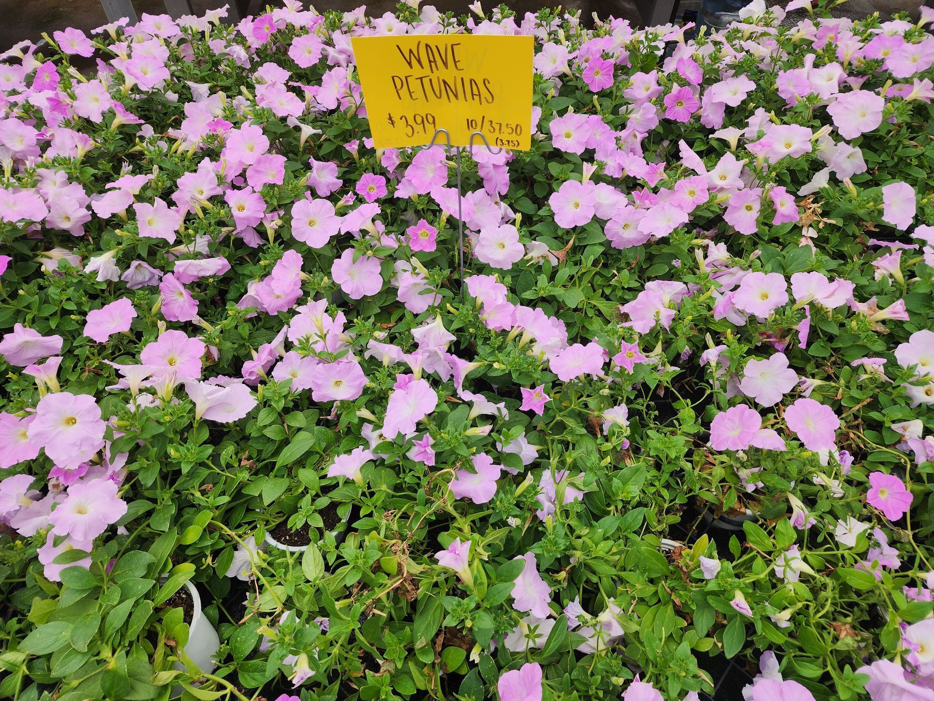 Pink flowers covering a garden bed with a small yellow sign at the top center