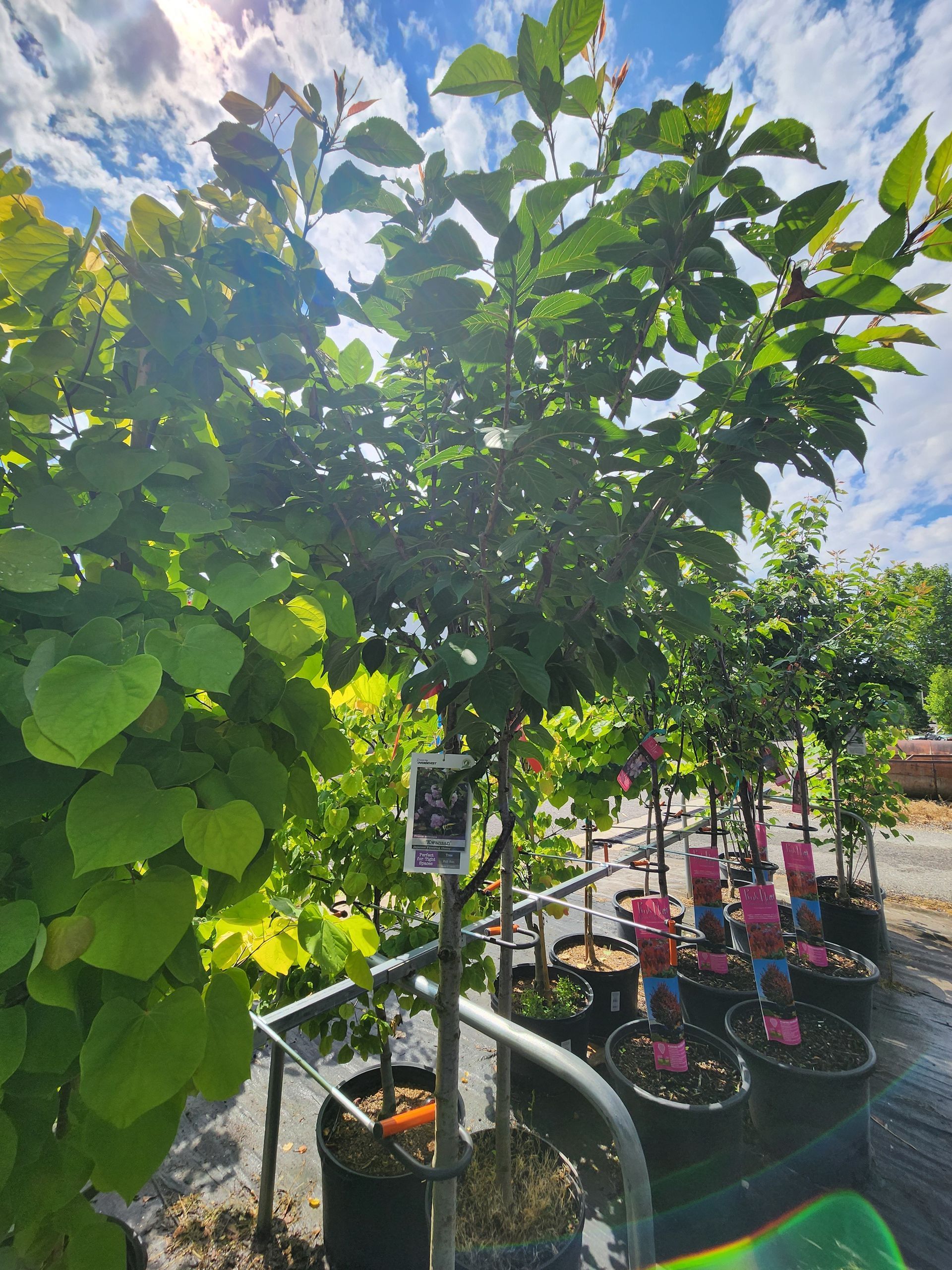 Green potted vine and small tree along a garden path under bright sun and blue sky